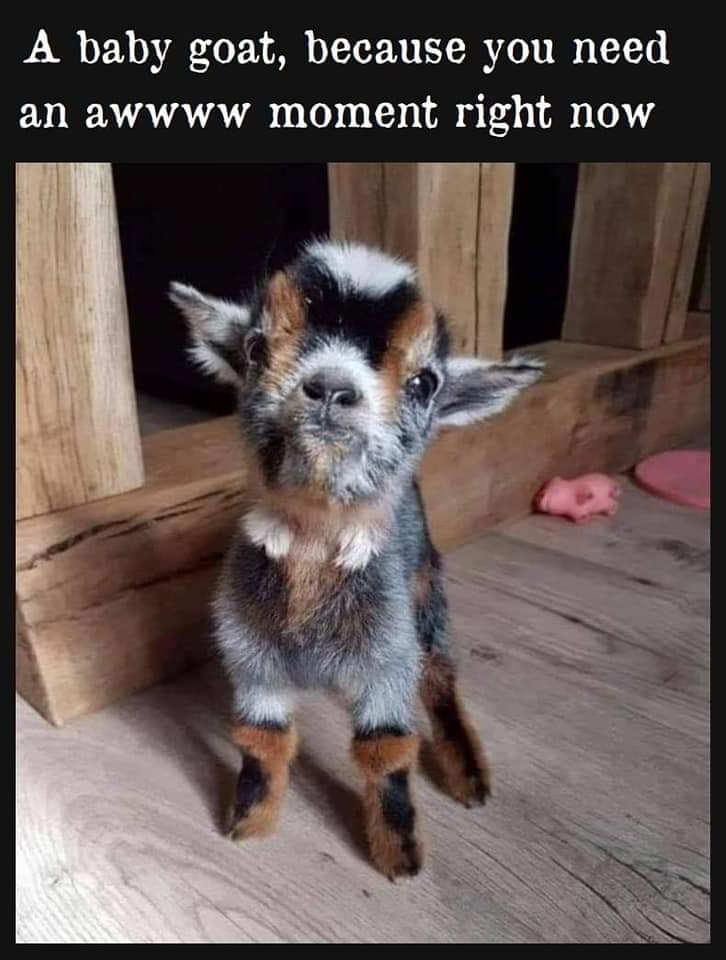 Heres a baby goat for you 8] r/memes