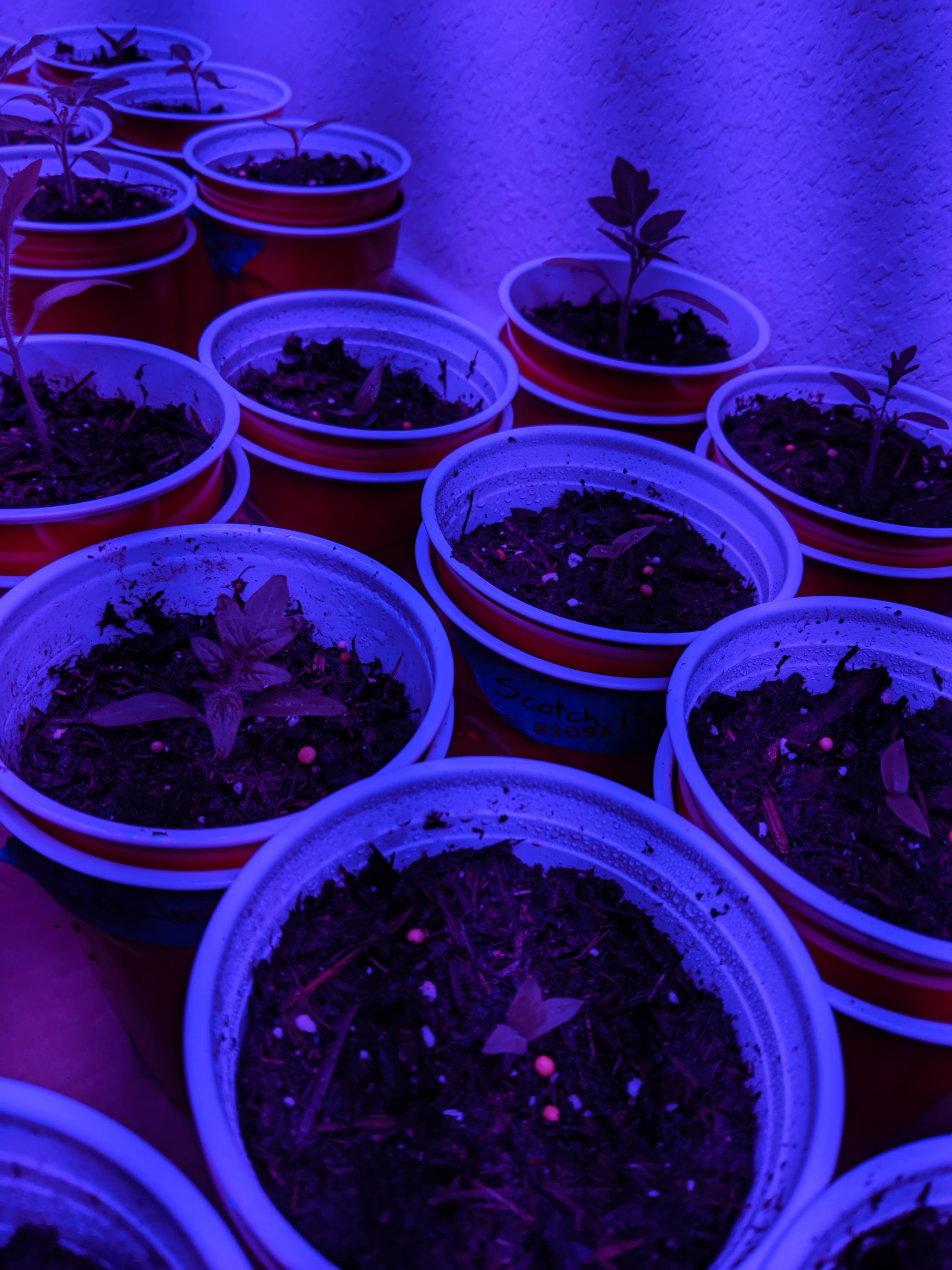 Can I leave my grow lights on 24/7 while I'm out of town for 3 days