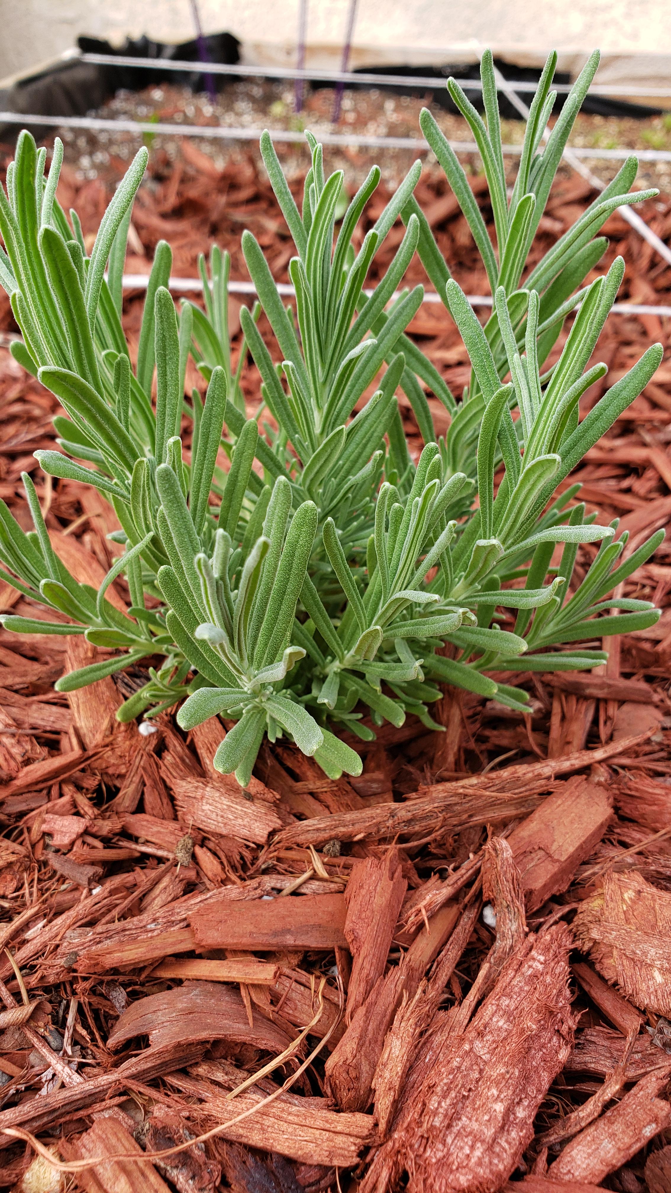 My lavender I grew from seed! Man these things grow so slow r/gardening