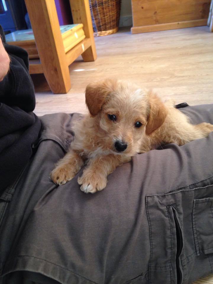 Our new Jackadoodle puppy came home today meet Indy! r/aww