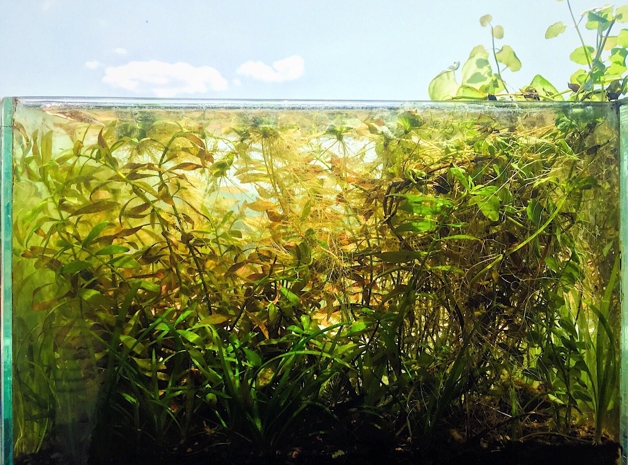 Sun powered aquarium More info on my instaaquarium_addict1 r/Aquariums