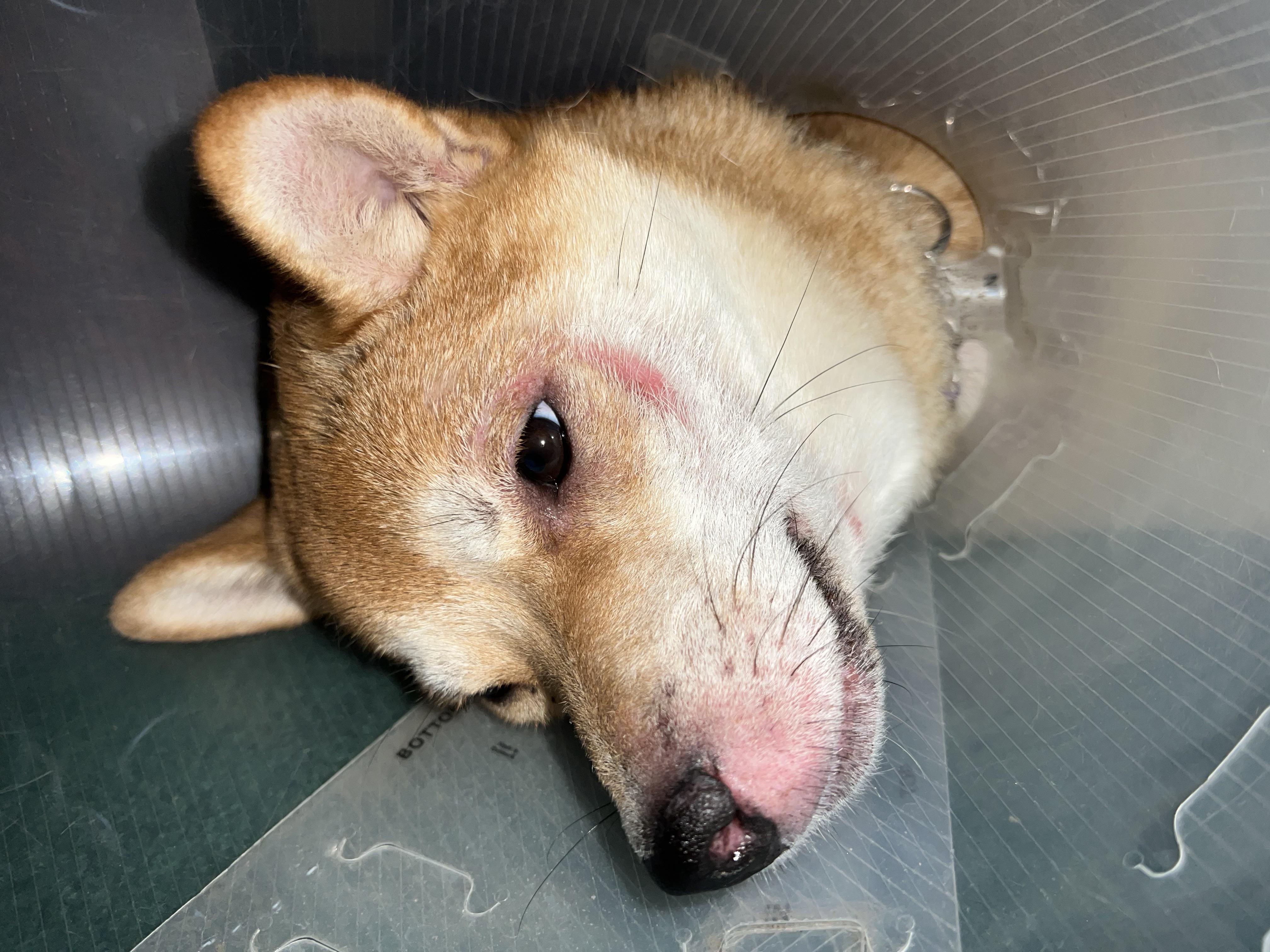 How To Treat Ragweed Allergies In Dogs