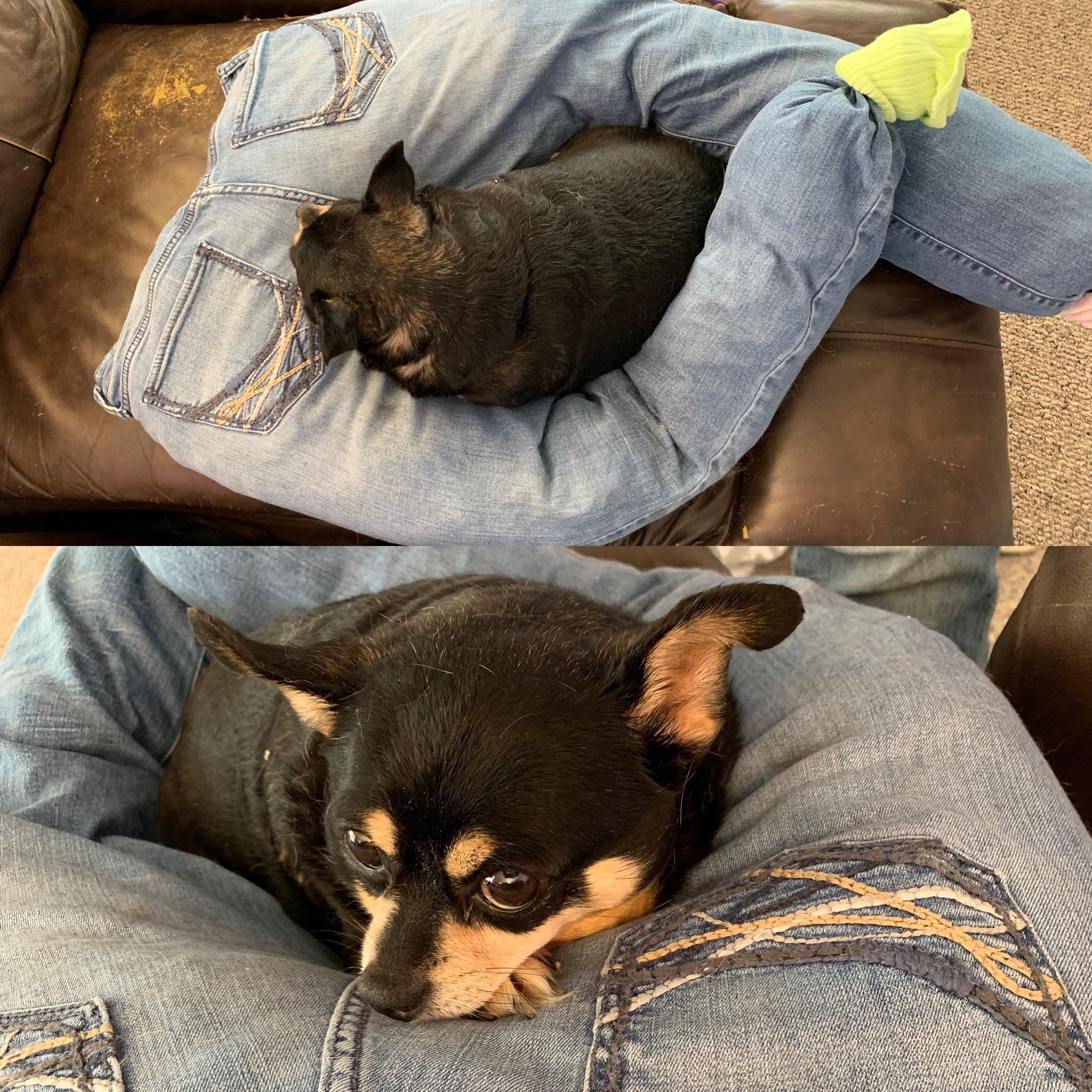 My 10+yo dog likes to sleep on my legs. I made her this out of some of my old jeans for her to