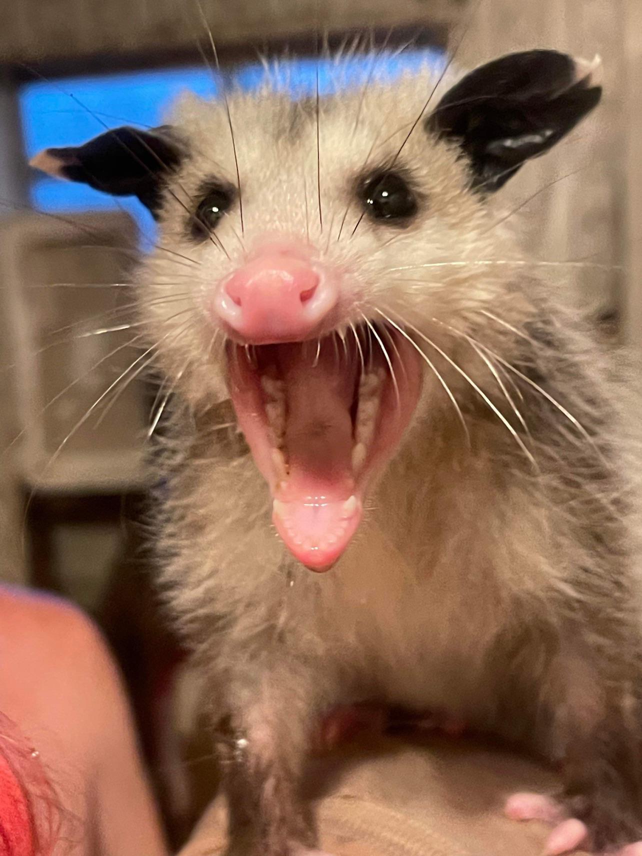 Baby girl doing a hecking scream 😂 r/Possums