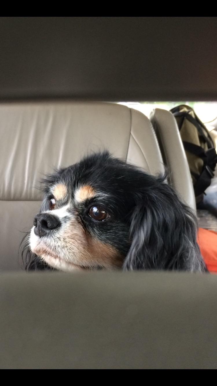 This is my dog Louis. He really likes to eat everything, even if it isn