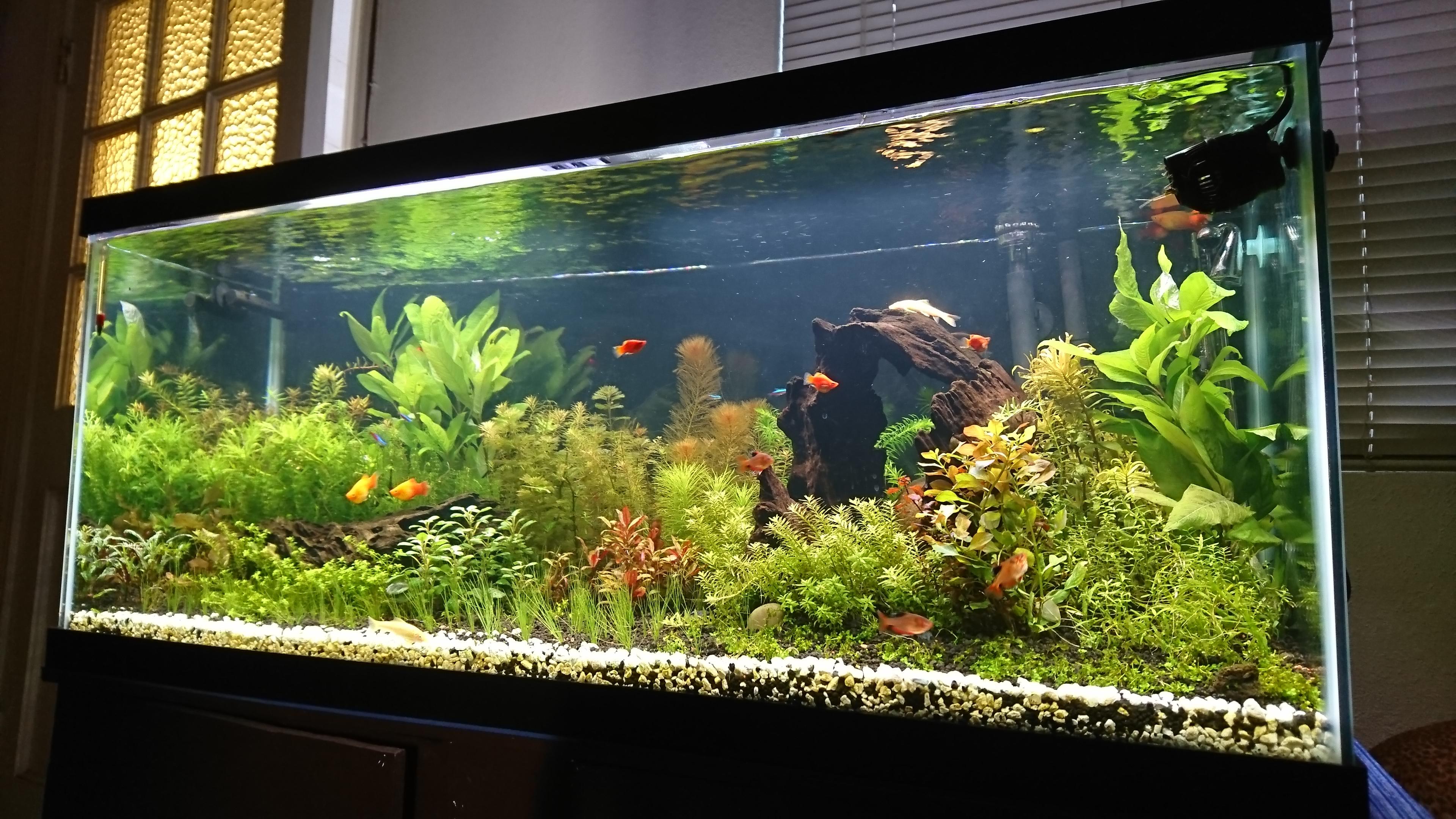 Family community planted tank r/Aquariums
