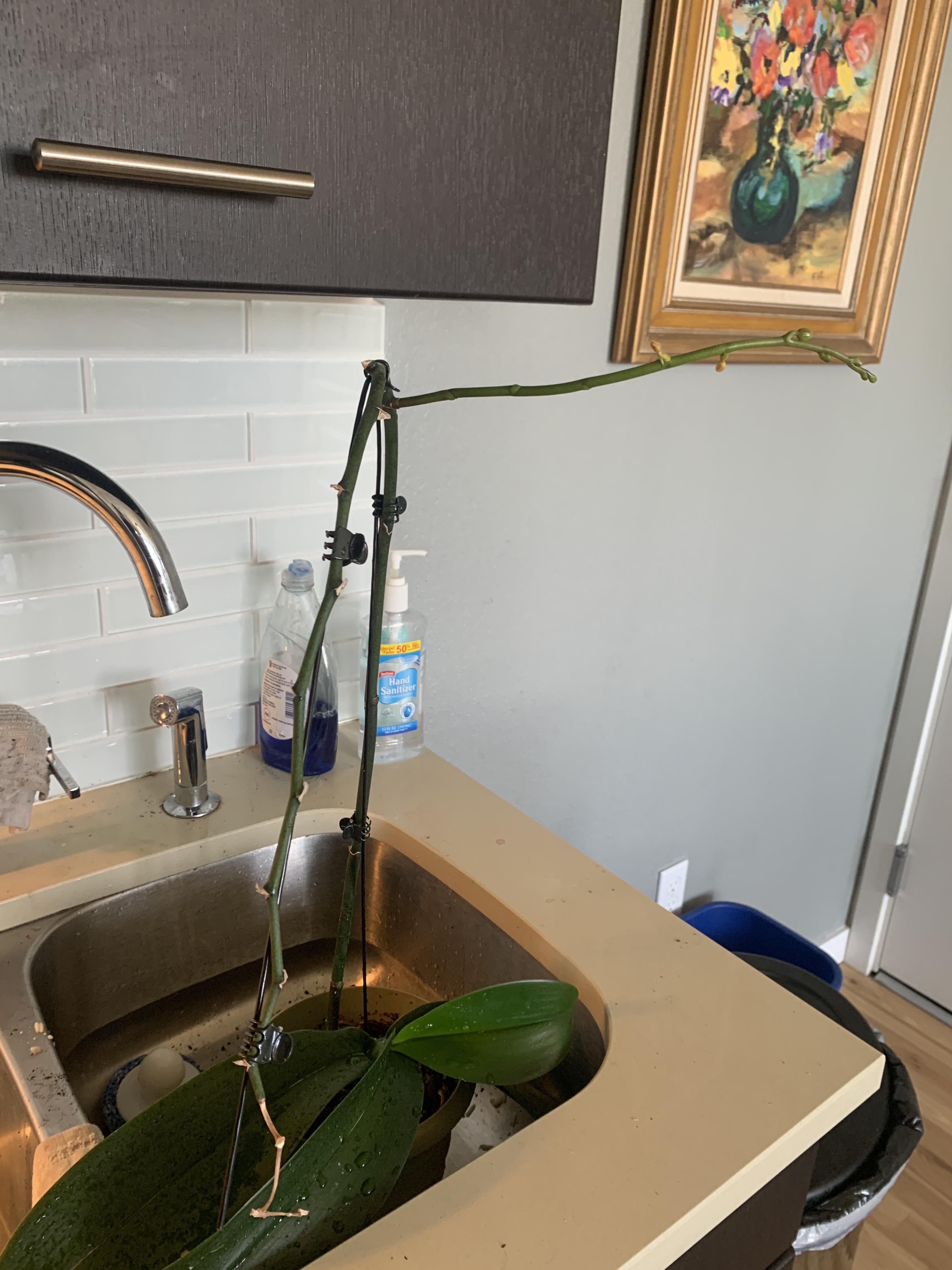 My clearance orchid was dormant and recently started growing this new