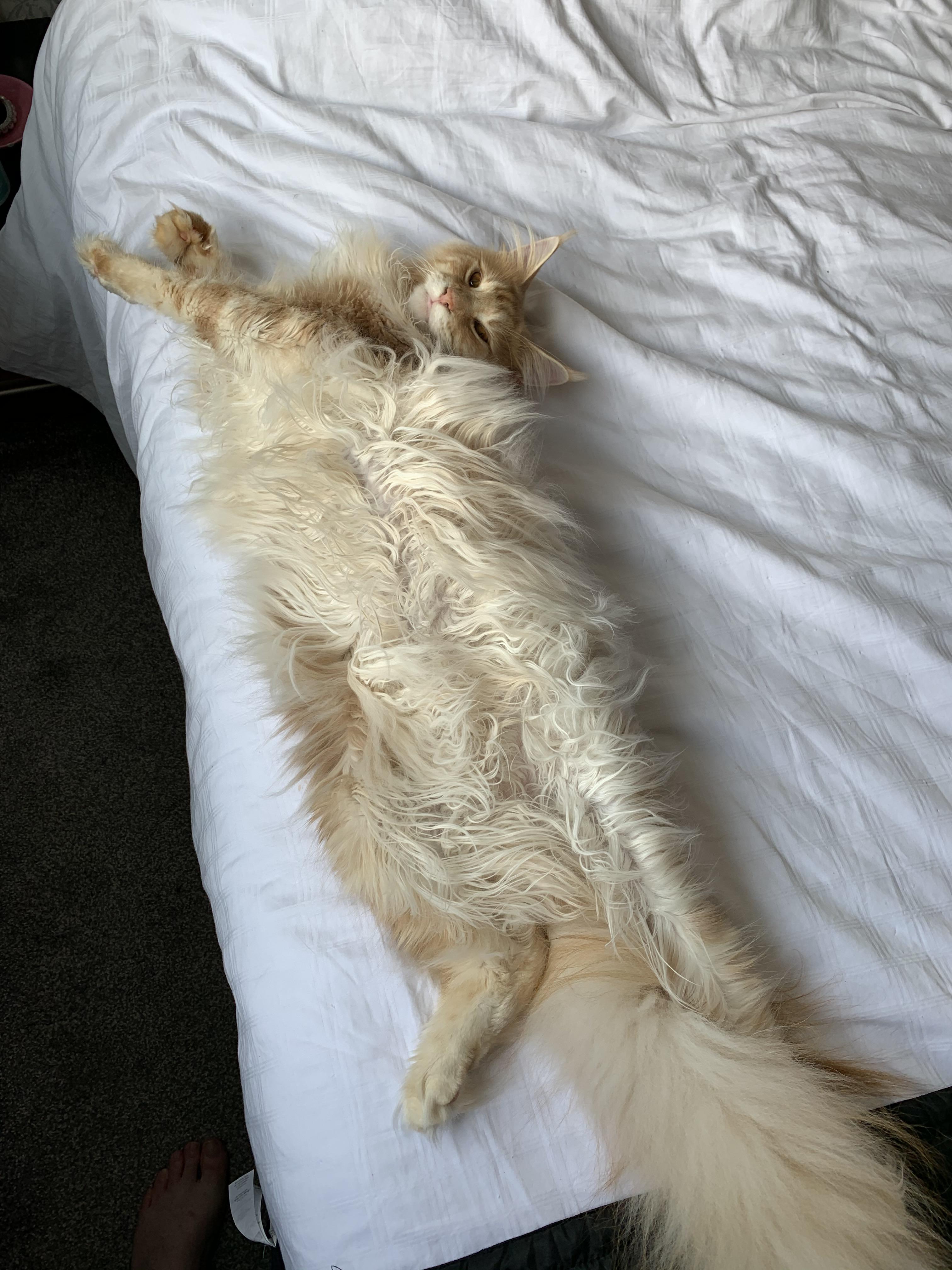 Any chance of a belly rub? r/mainecoons