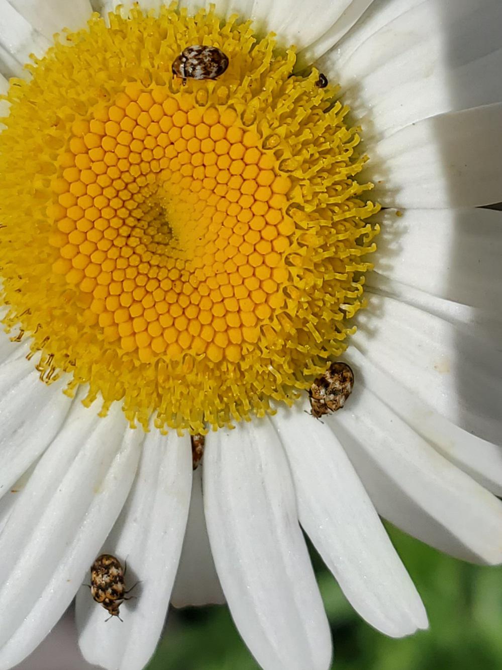 Any idea what these bugs are and how to get rid of them? My bf's mom