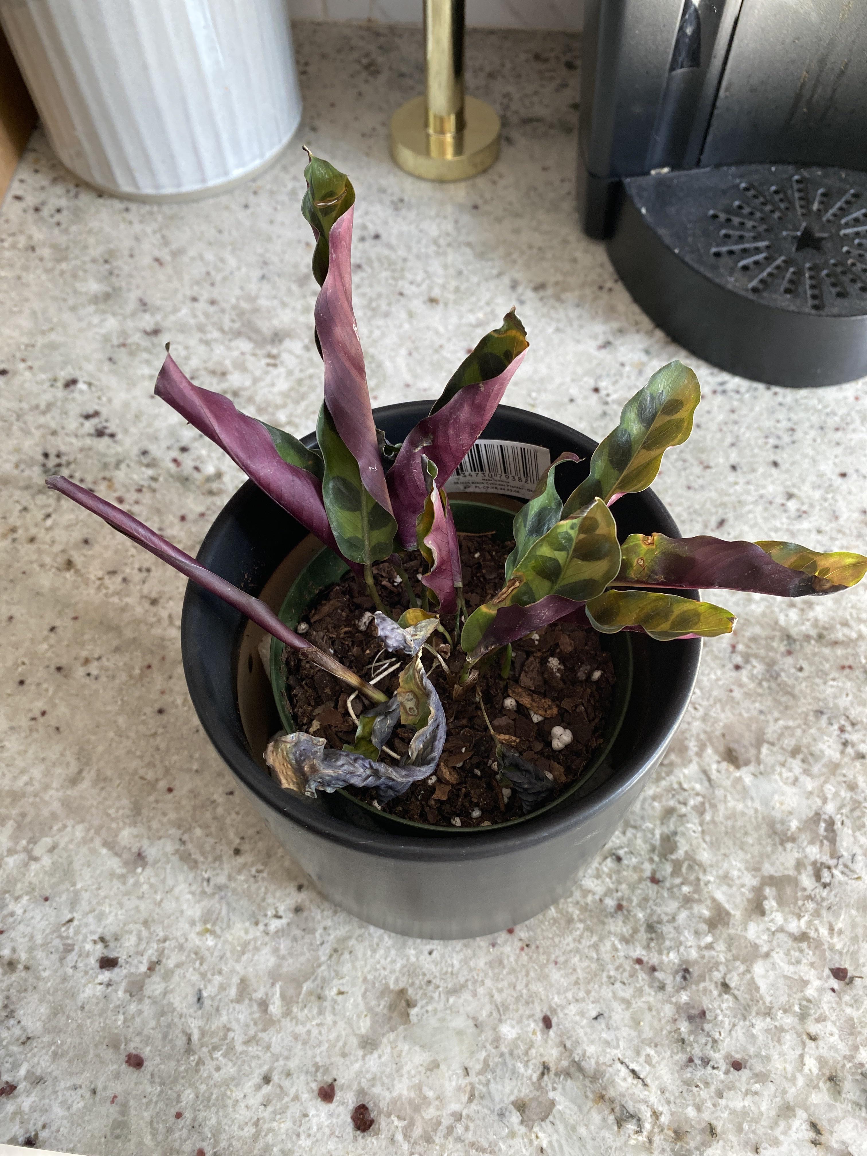 Parents got this rattlesnake calathea as a gift for Christmas and just