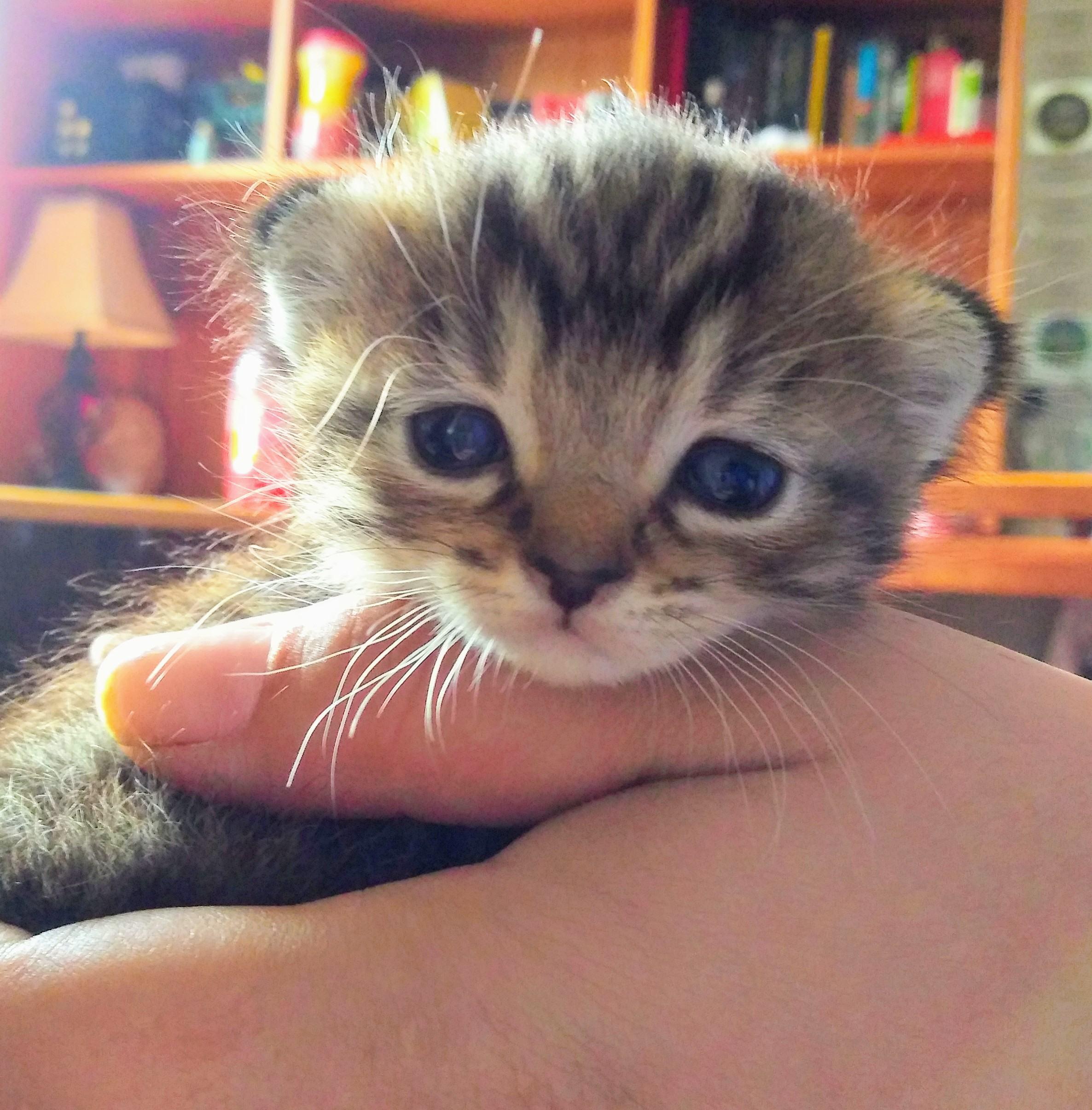 My 4week old has pouty eyes and flattened ears r/cats