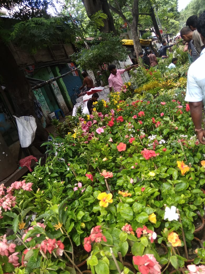 Roadside plant market. Kolkata, India r/gardening