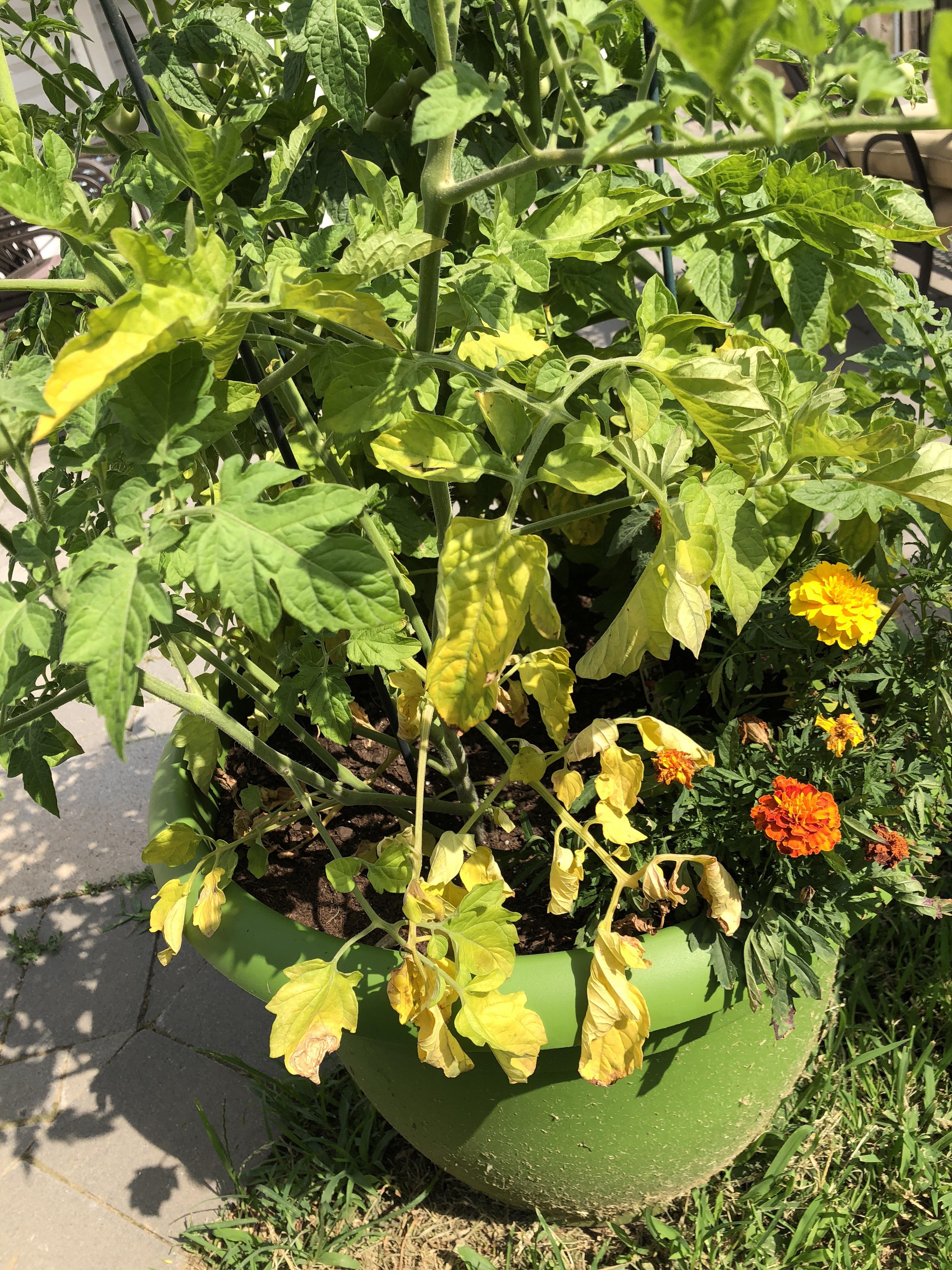 Guys what do you think? Too much water or not enough?? It is watered every morning i am in New