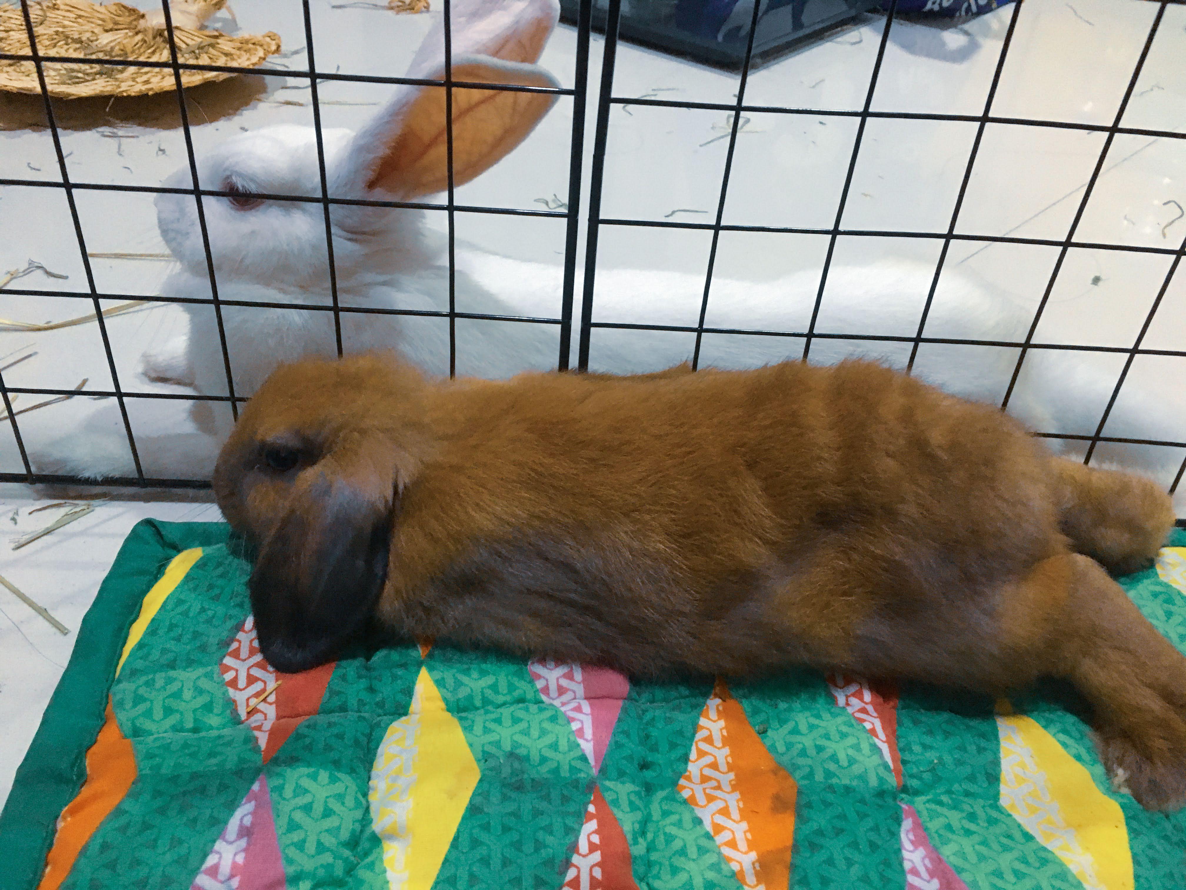 We adopted Chewie (brown) yesterday. Loafing beside each other is a