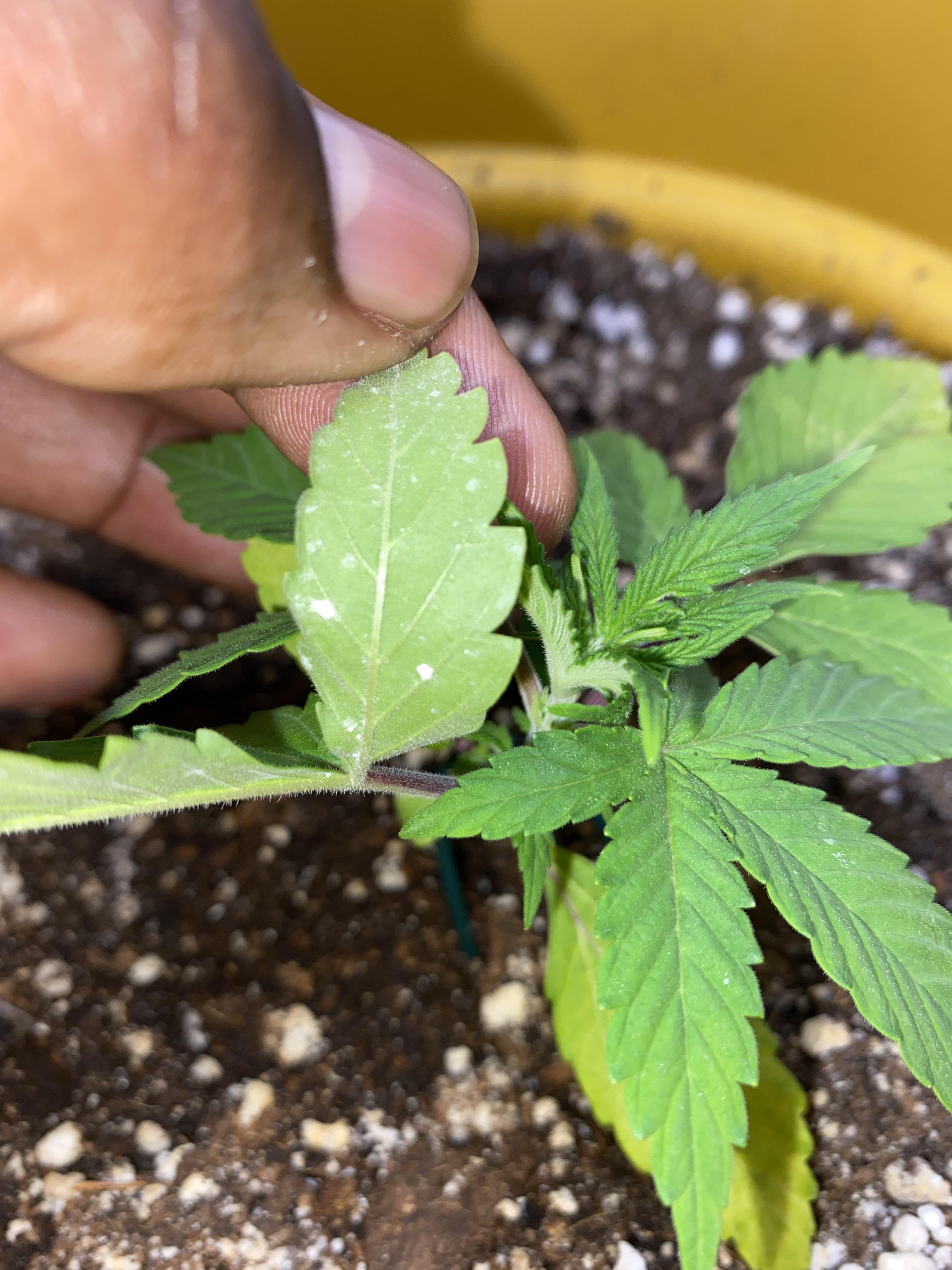 What am I dealing with here? And how do I get rid of it? r/Autoflowers