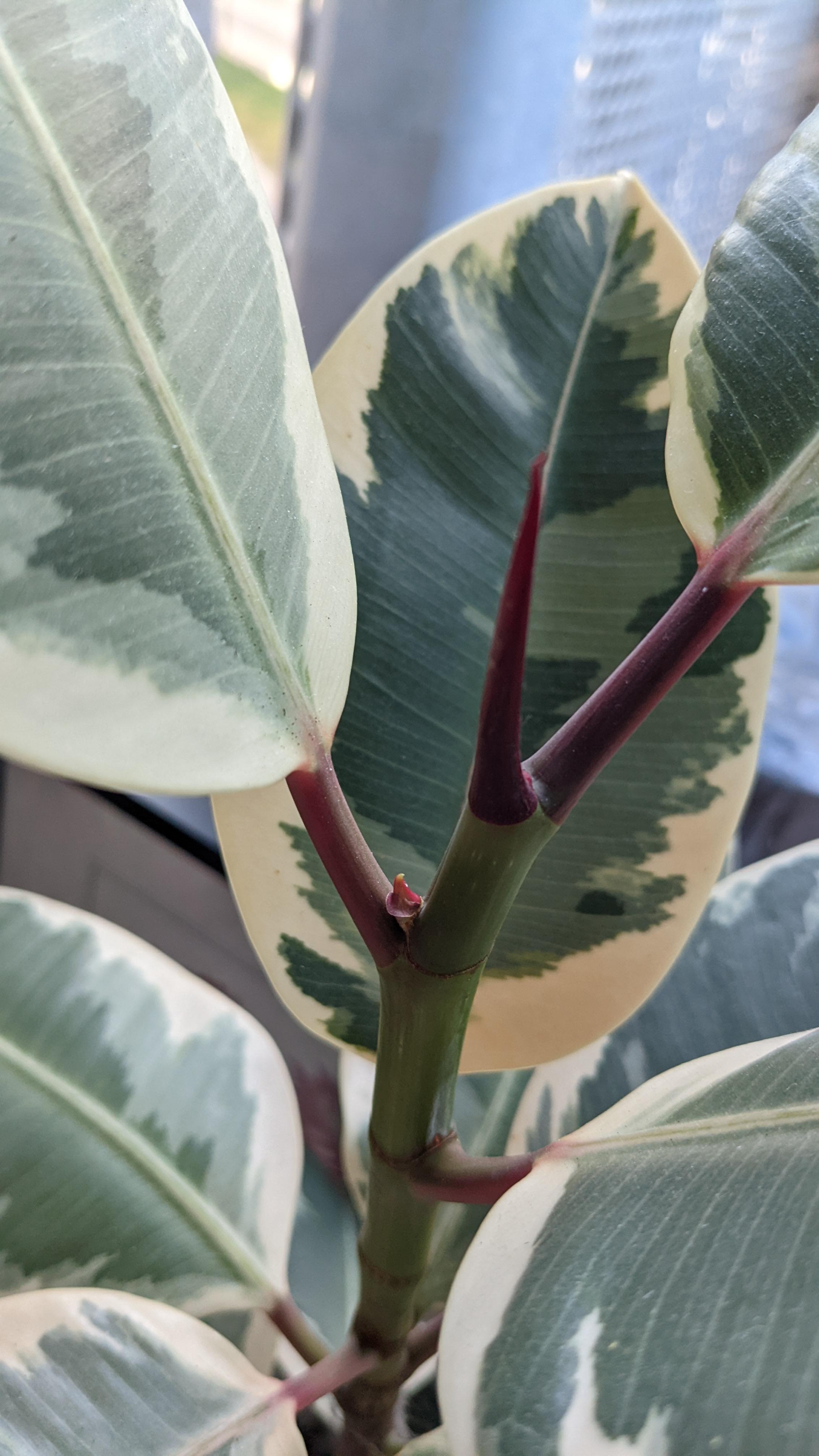 My rubber plant stopped growing. I repotted it and now thisnubbin