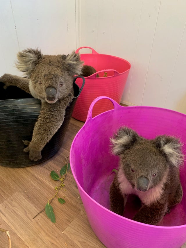 Chilled Koalas after being saved from Kangaroo Island bushfires r/Animal