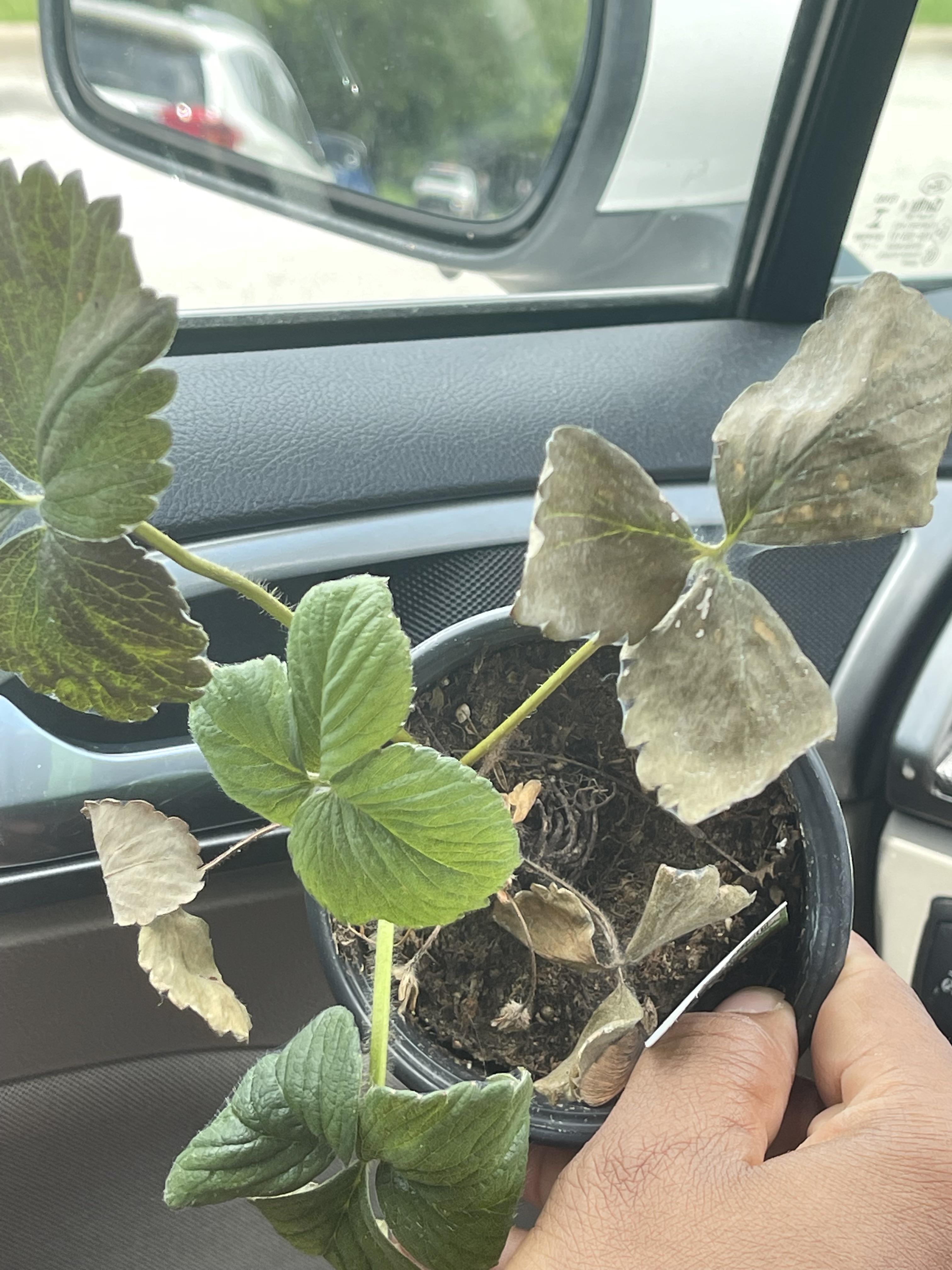 Is my strawberry plant ok? r/gardening