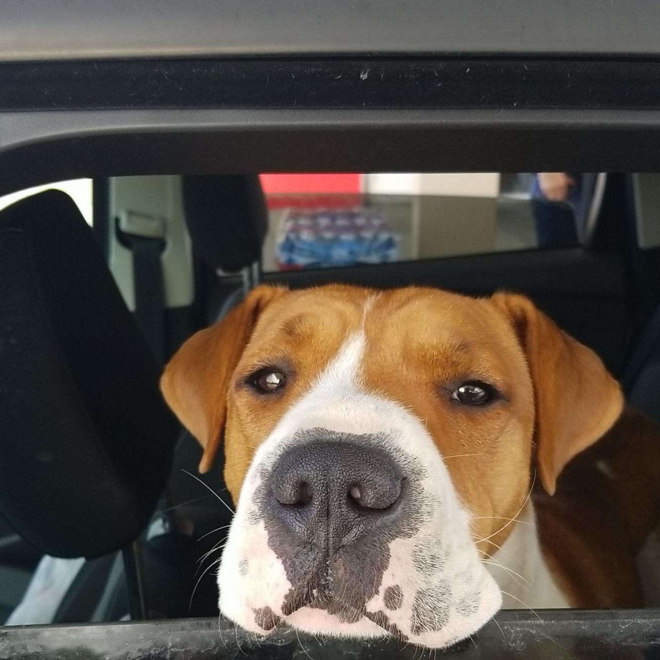 A year ago today, I was waiting in the yard at a shelter for a