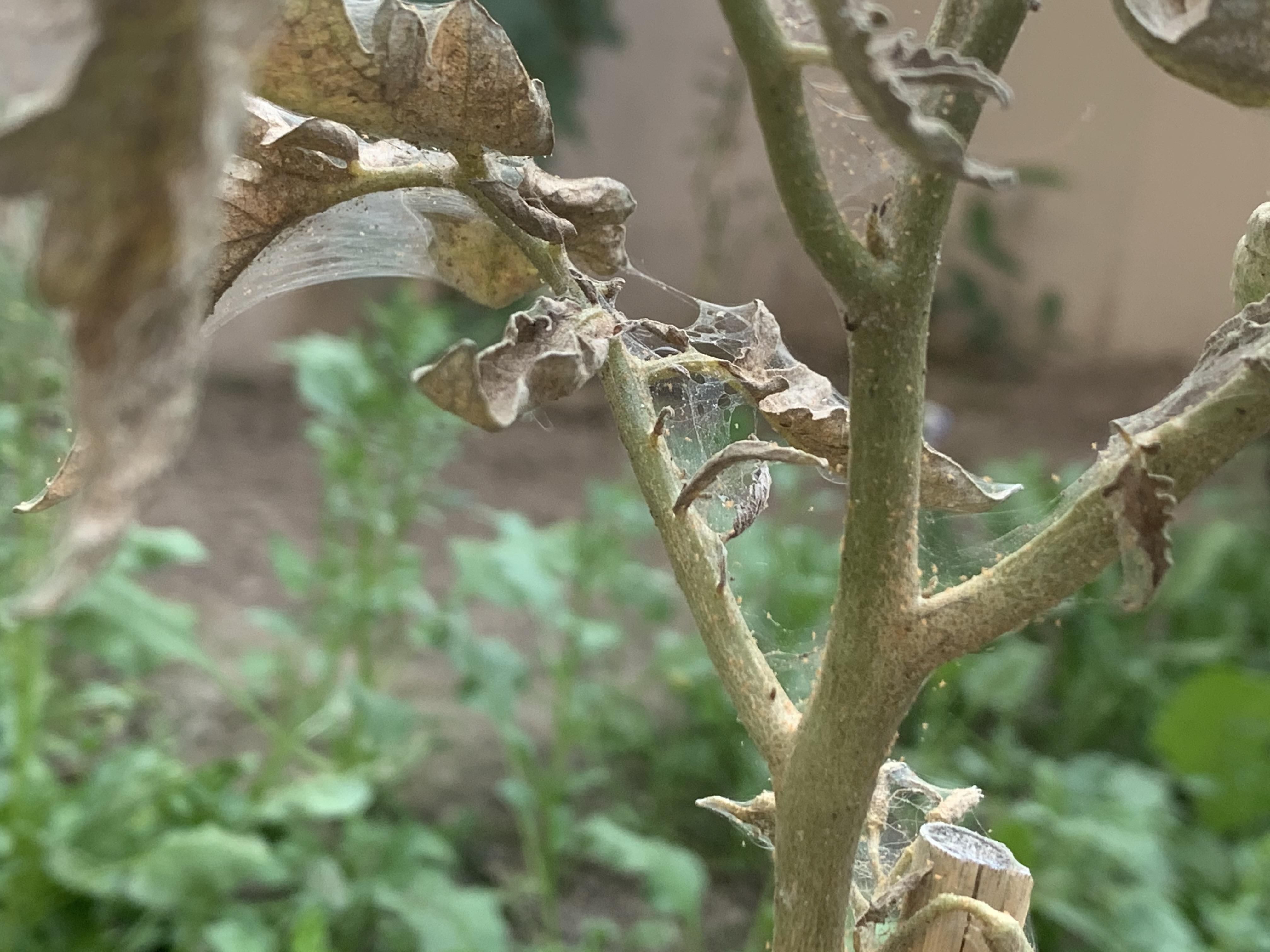 North India. Found these webs and little insects on my tomato plants. Please help!! They’re
