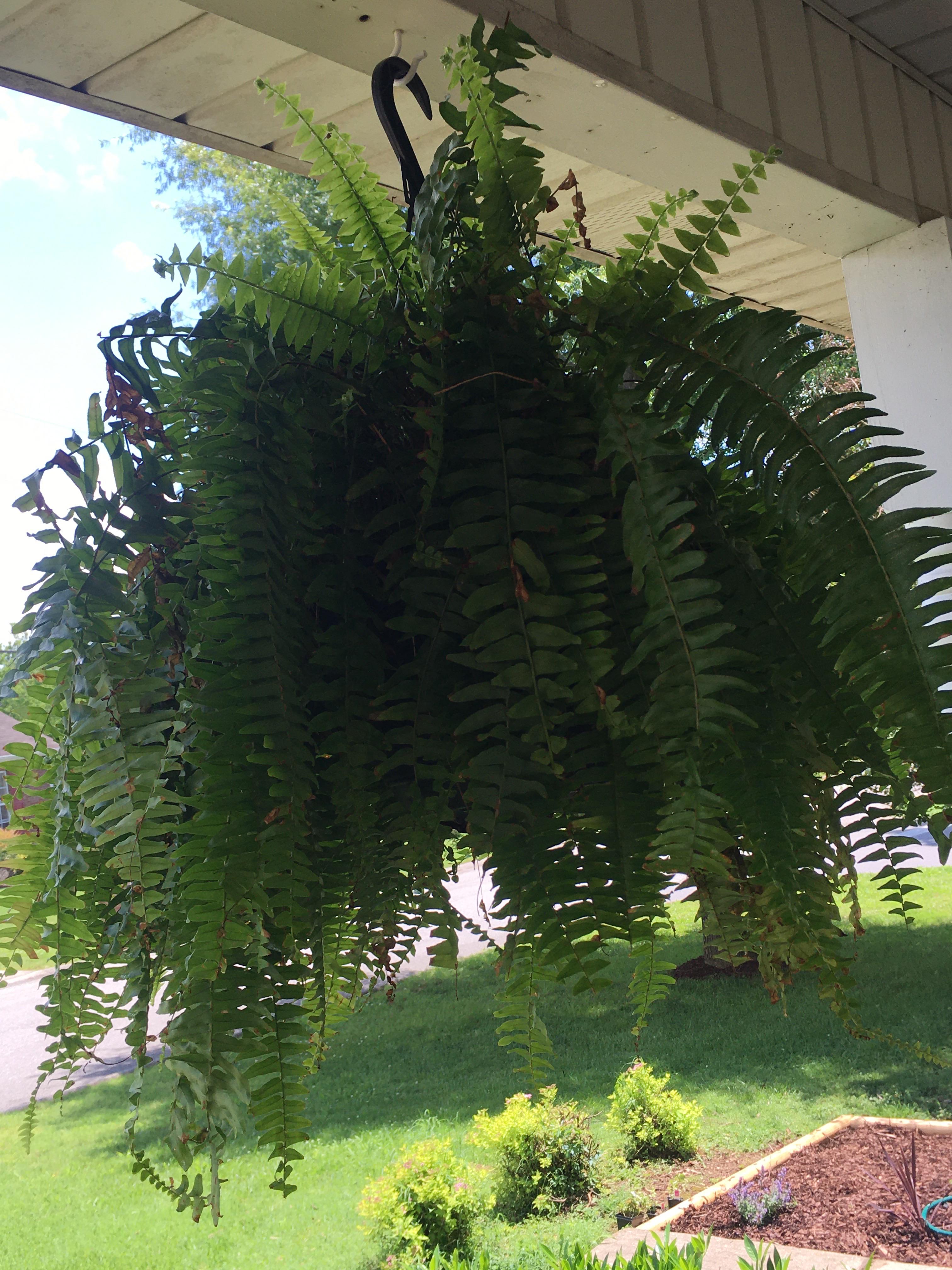 How can I better care for my ferns? They’re kind of droopy and some of