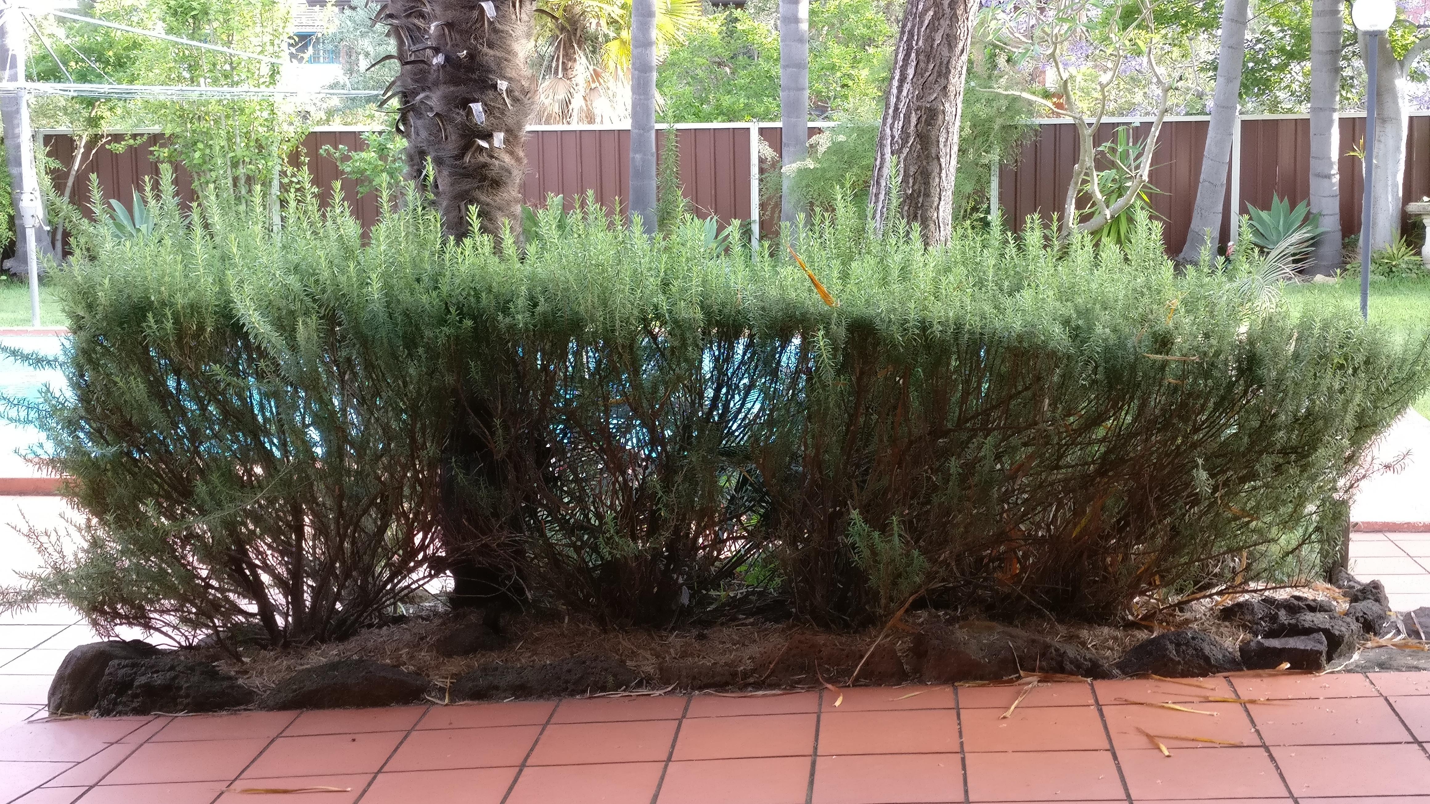 My Dad's Rosemary Hedge. r/gardening