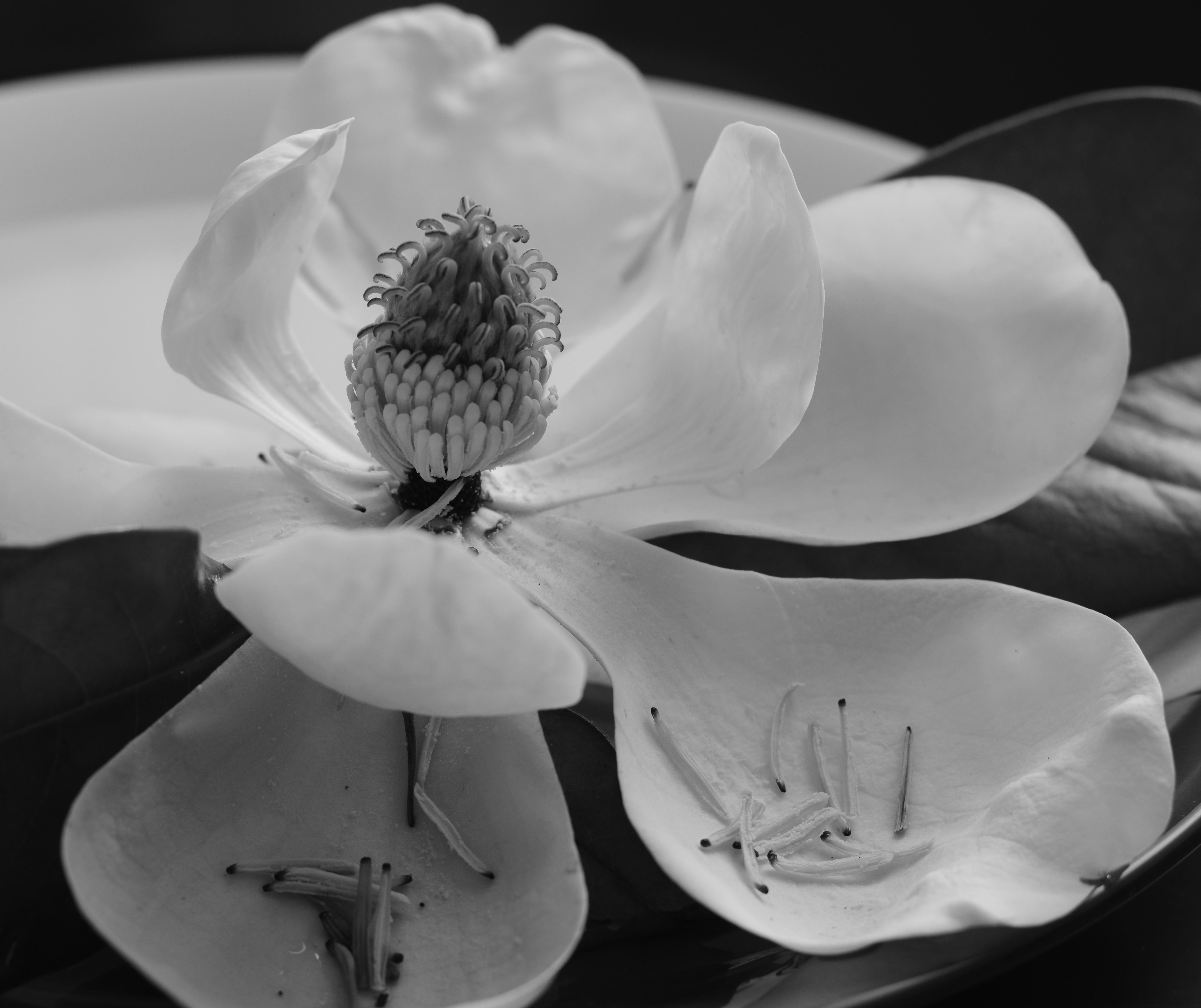 Southern Magnolia, Magnolia grandiflora North Carolina [OC] [4758 × 3993] r/BotanicalPorn