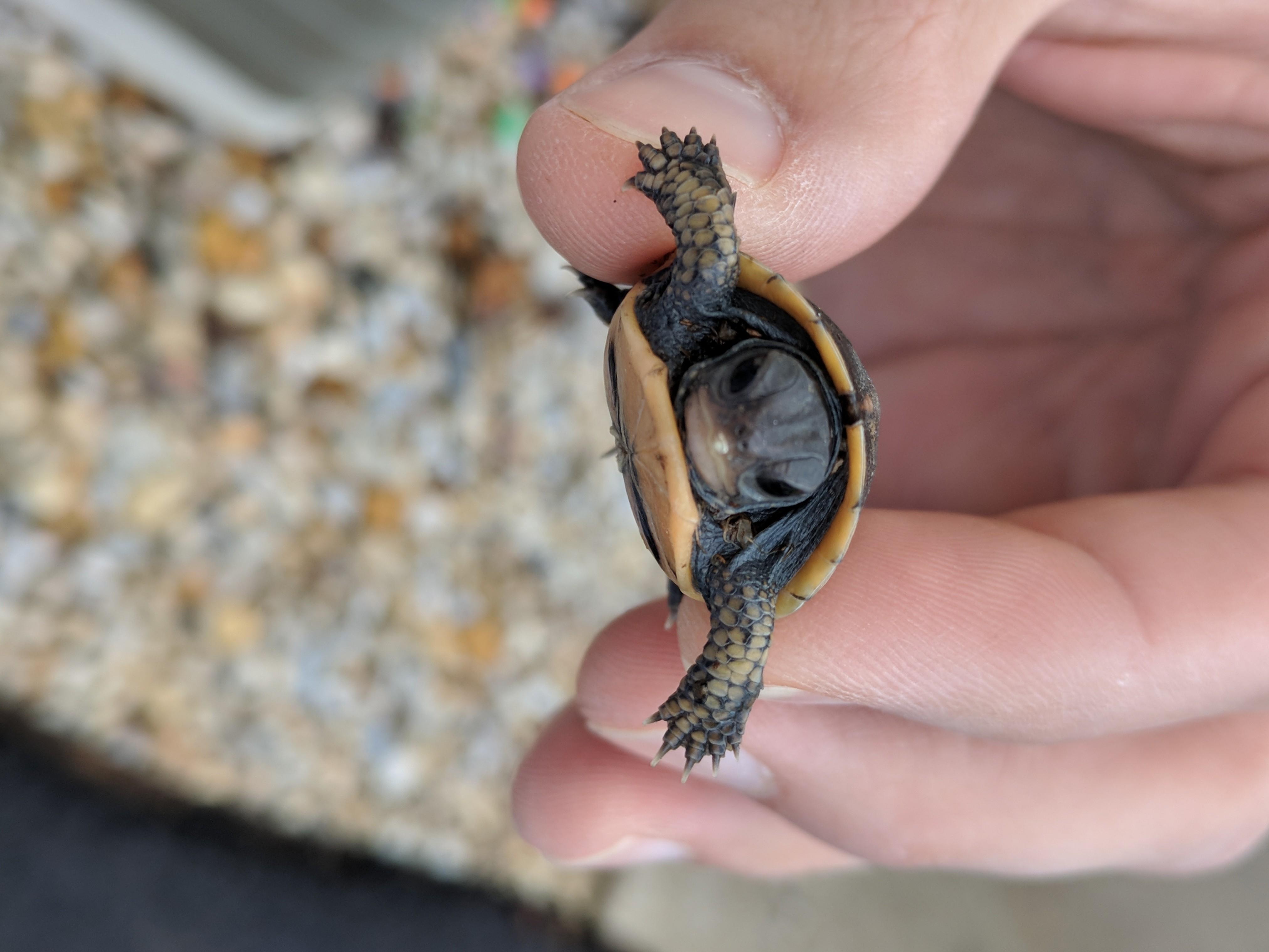 This baby turtle. aww