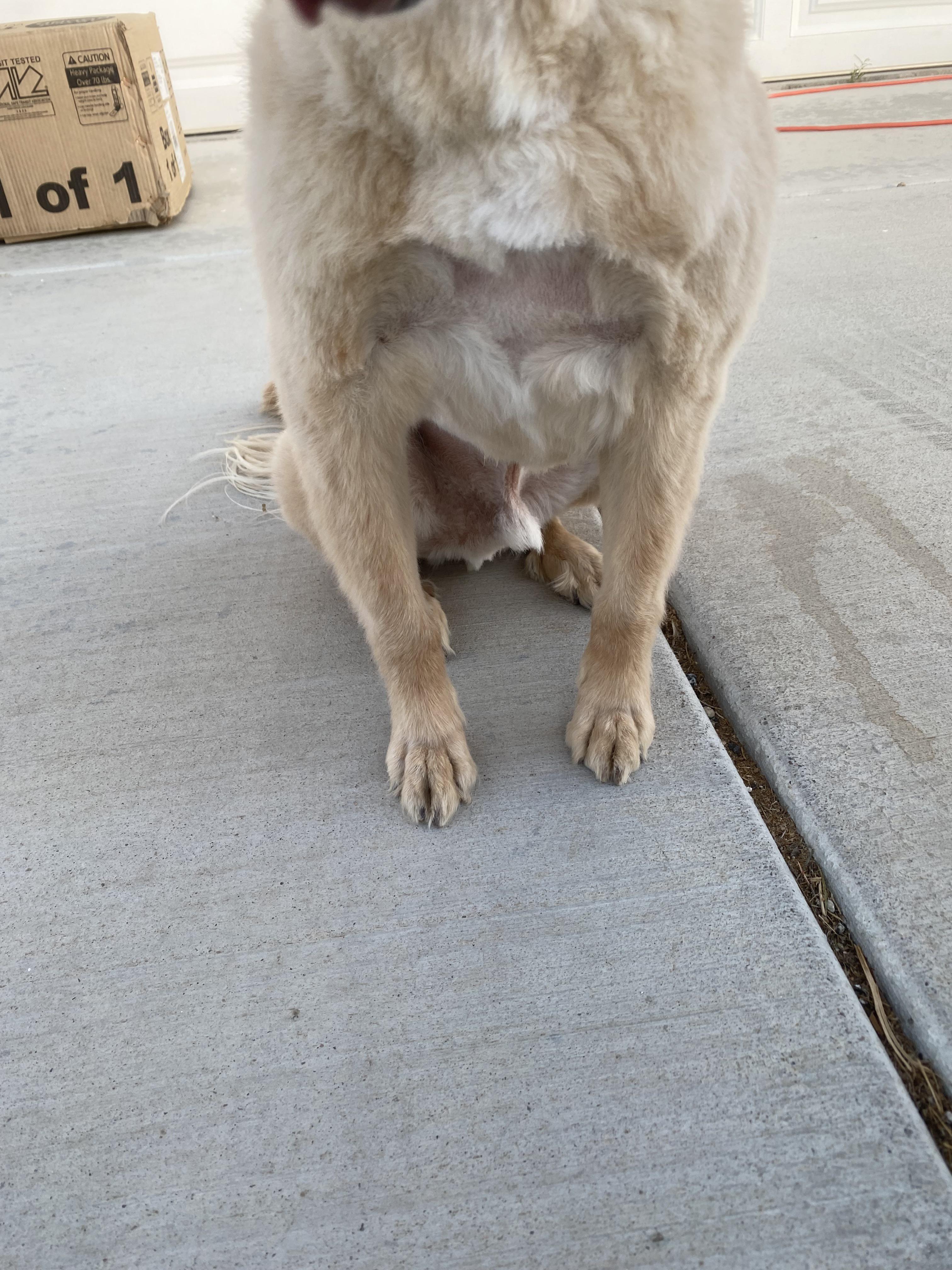 Will Petsmart Cut My Dogs Nails