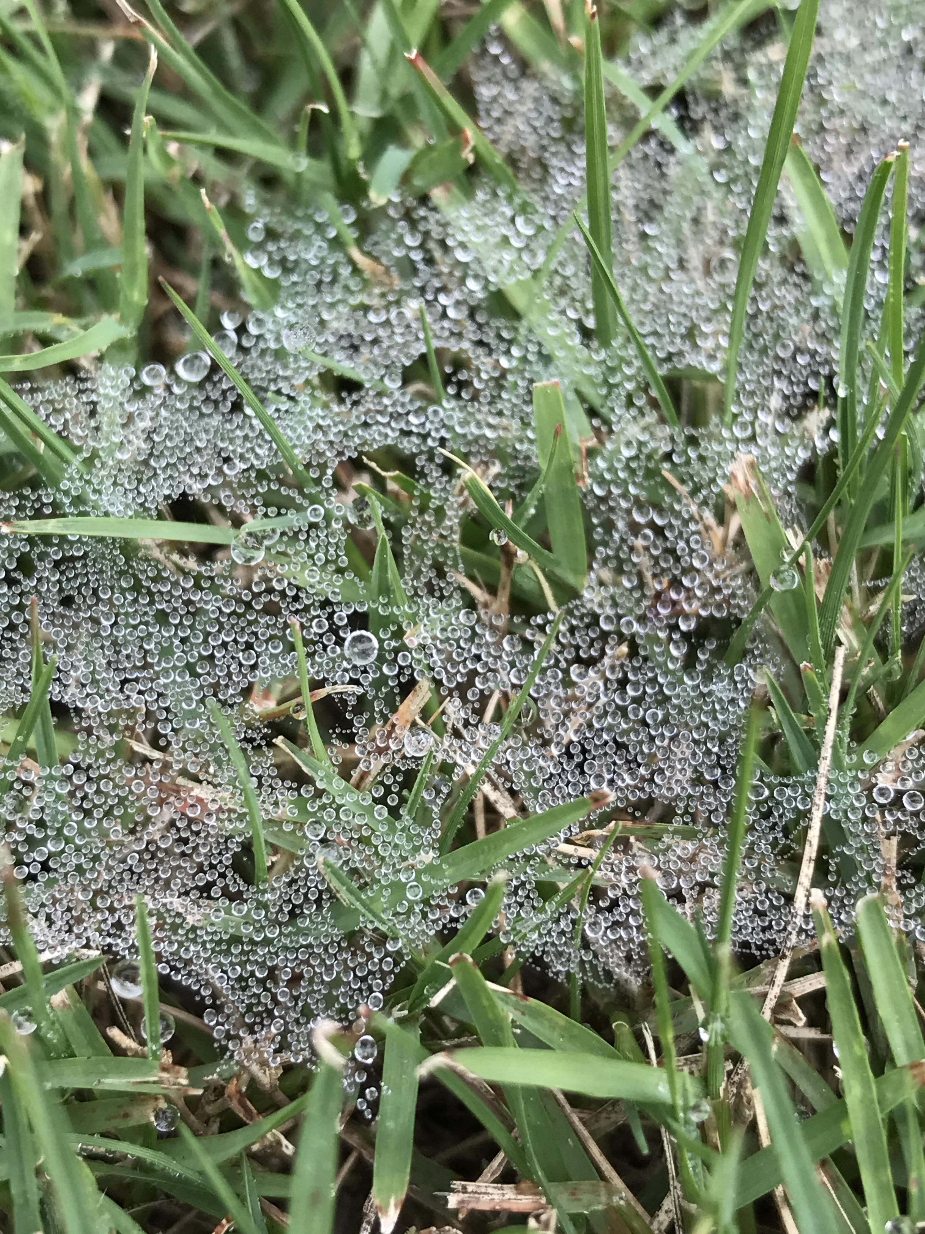 The way the water beads on the grass r/interestingasfuck