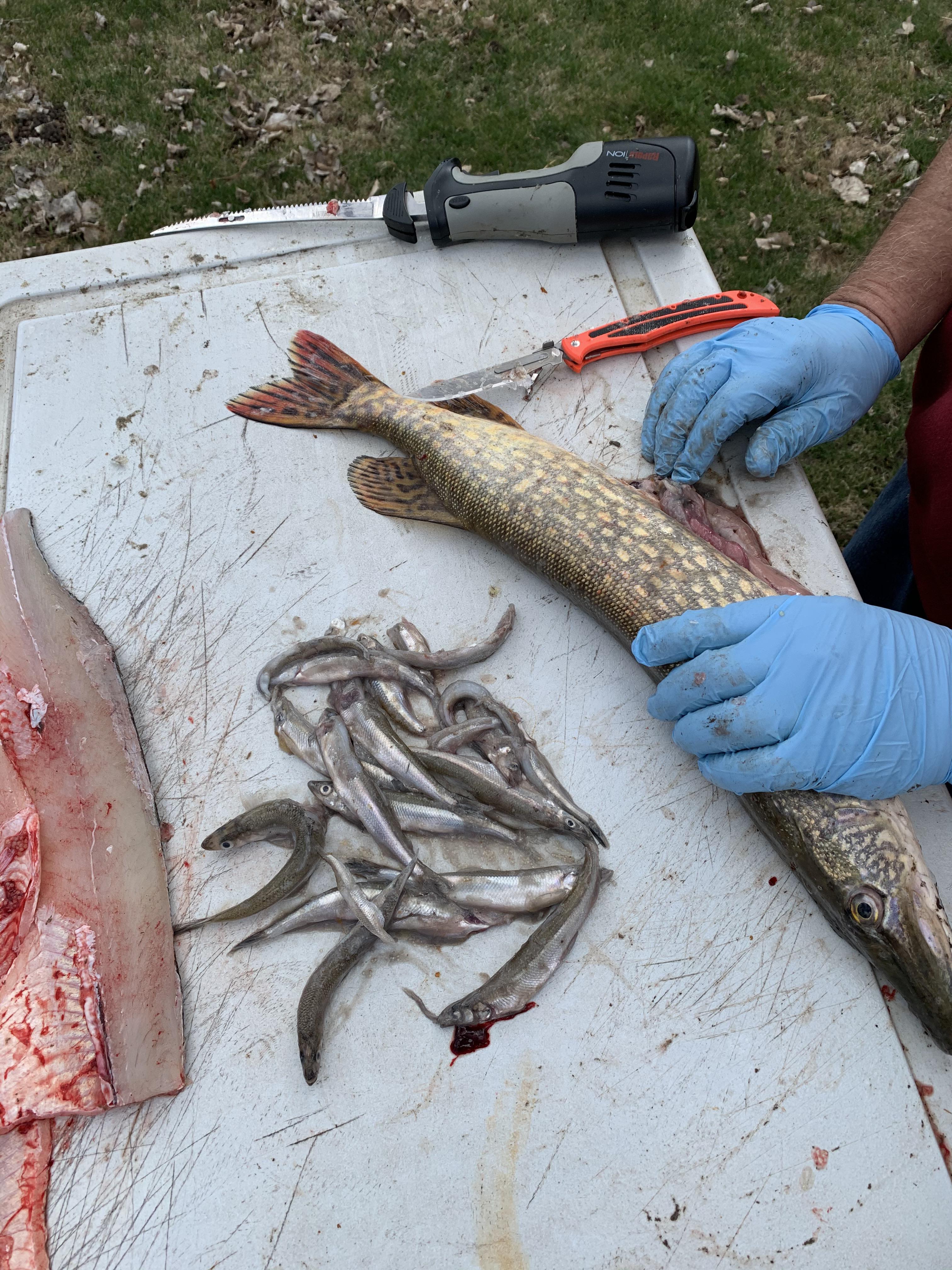 Lake Sakakawea McKenzie Bay caught a northern, pulled 21 Rainbow