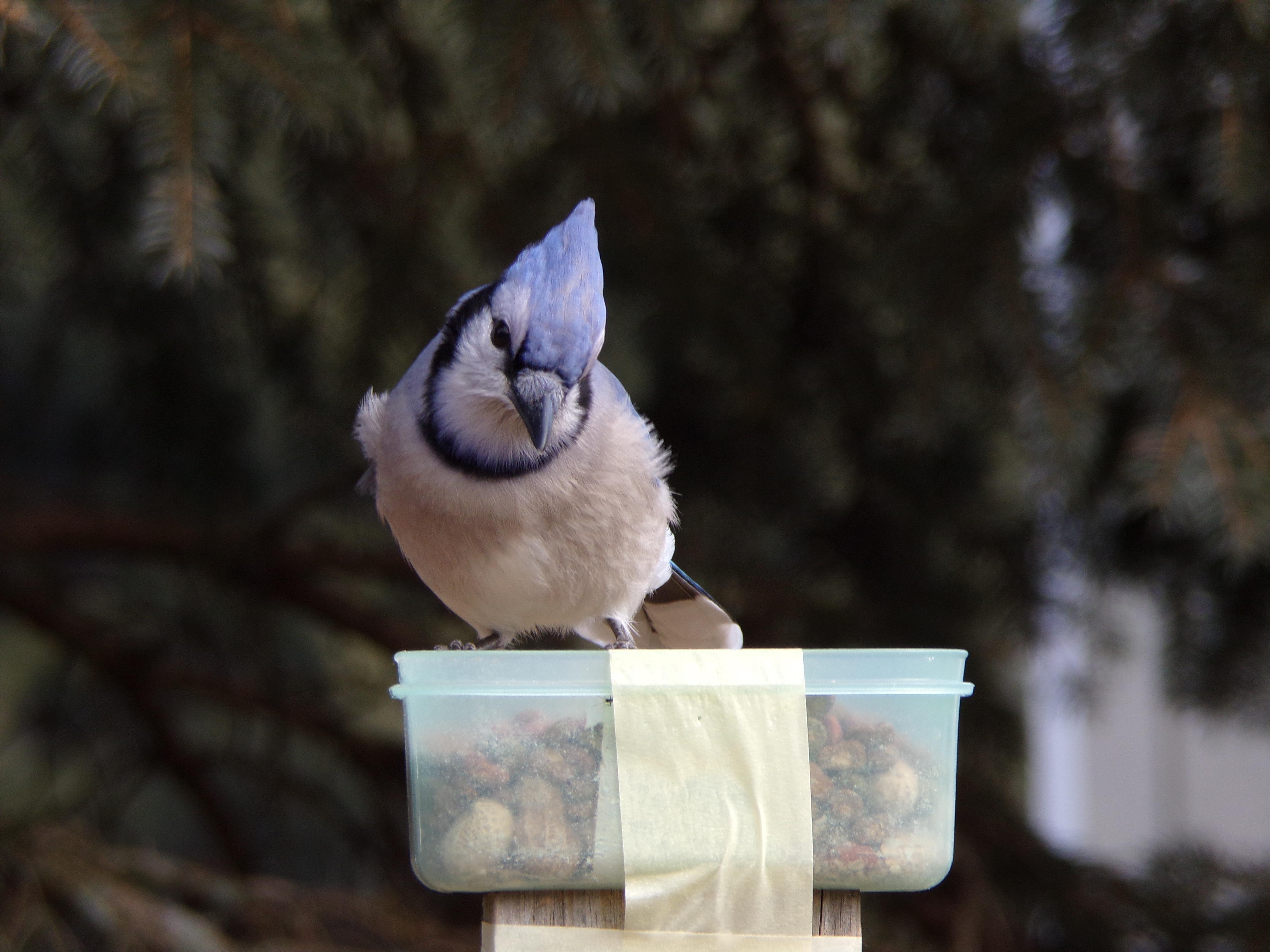 Blue Jays also like cat food r/crows