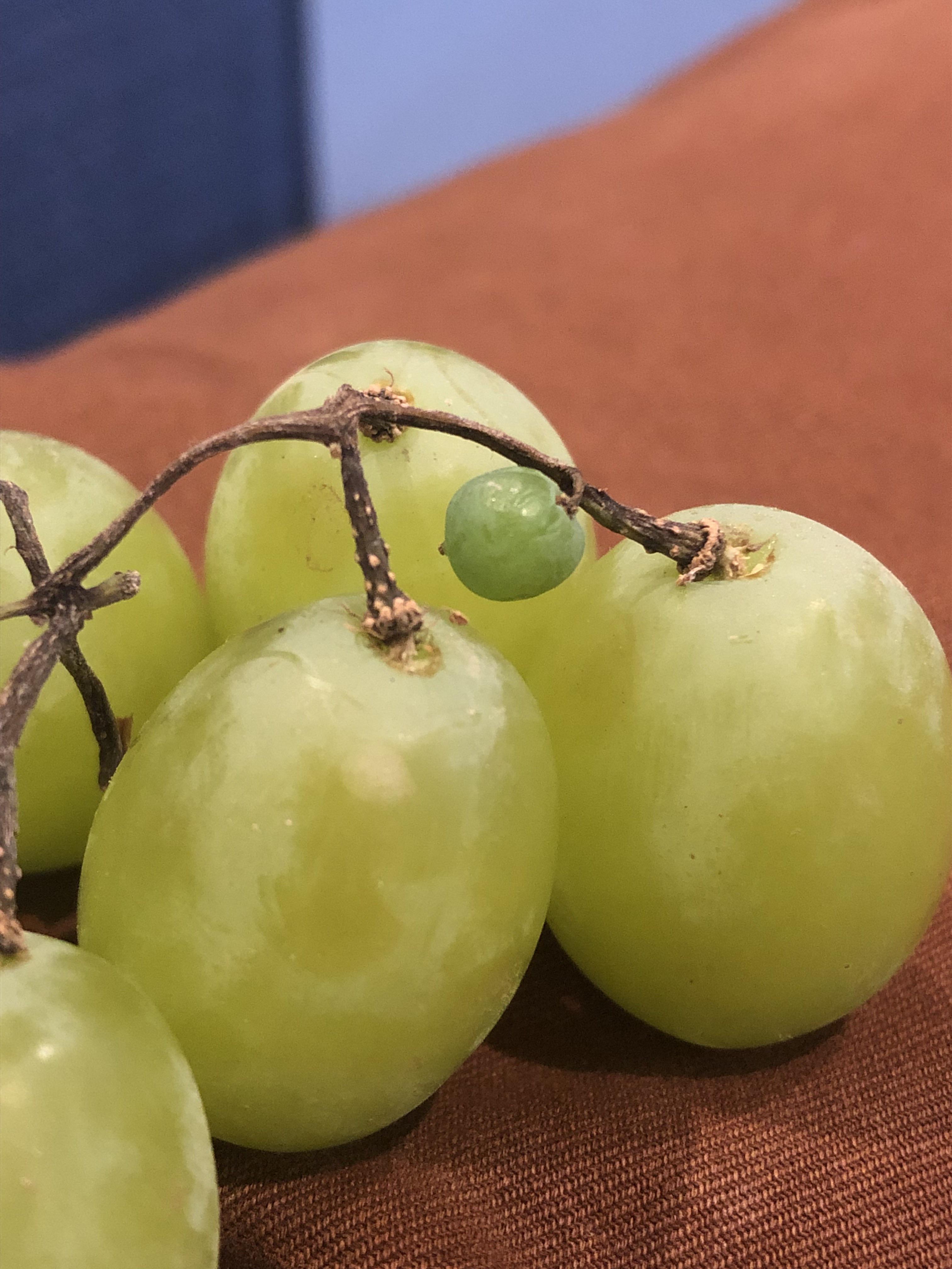 This baby grape that never grew r/mildlyinteresting
