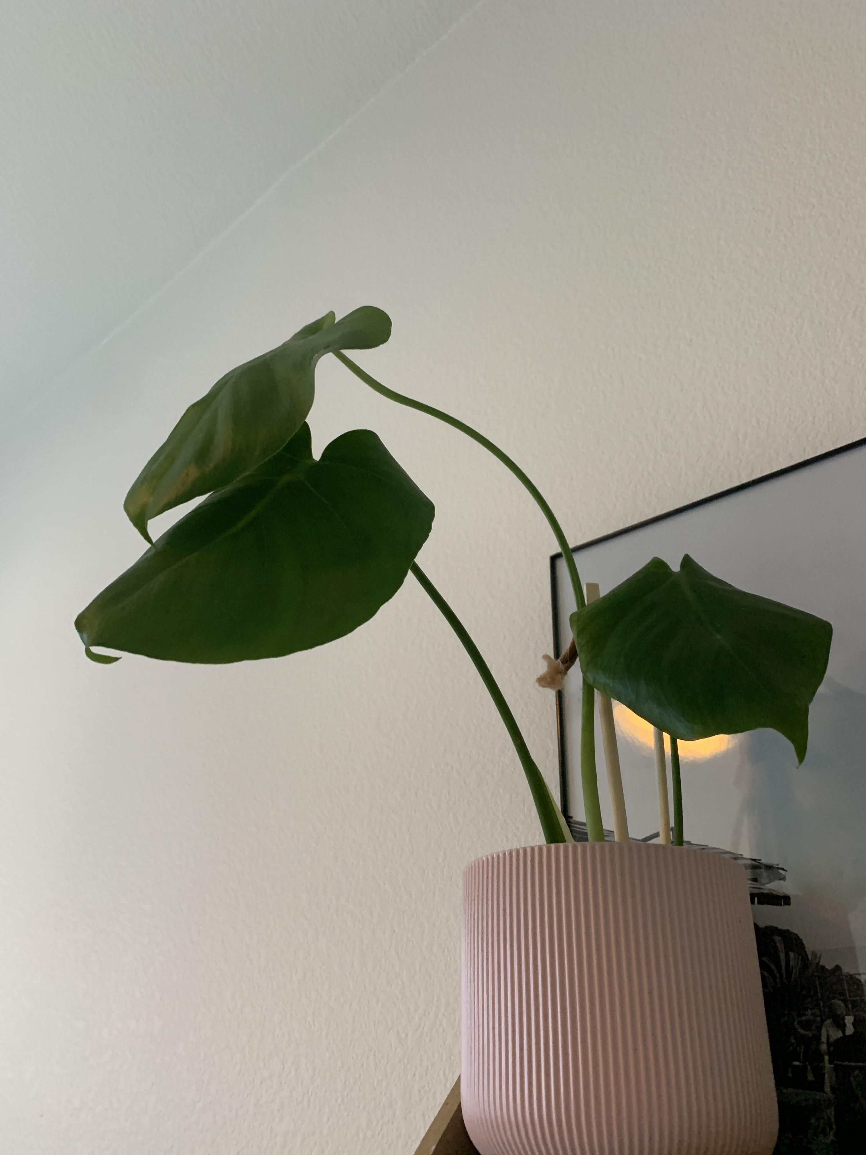 Why is my monstera plant droopy? IndoorPlants