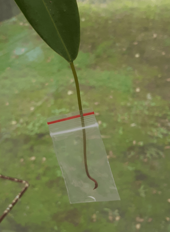 I've heard about putting Nepenthes plants in plastic bags to promote