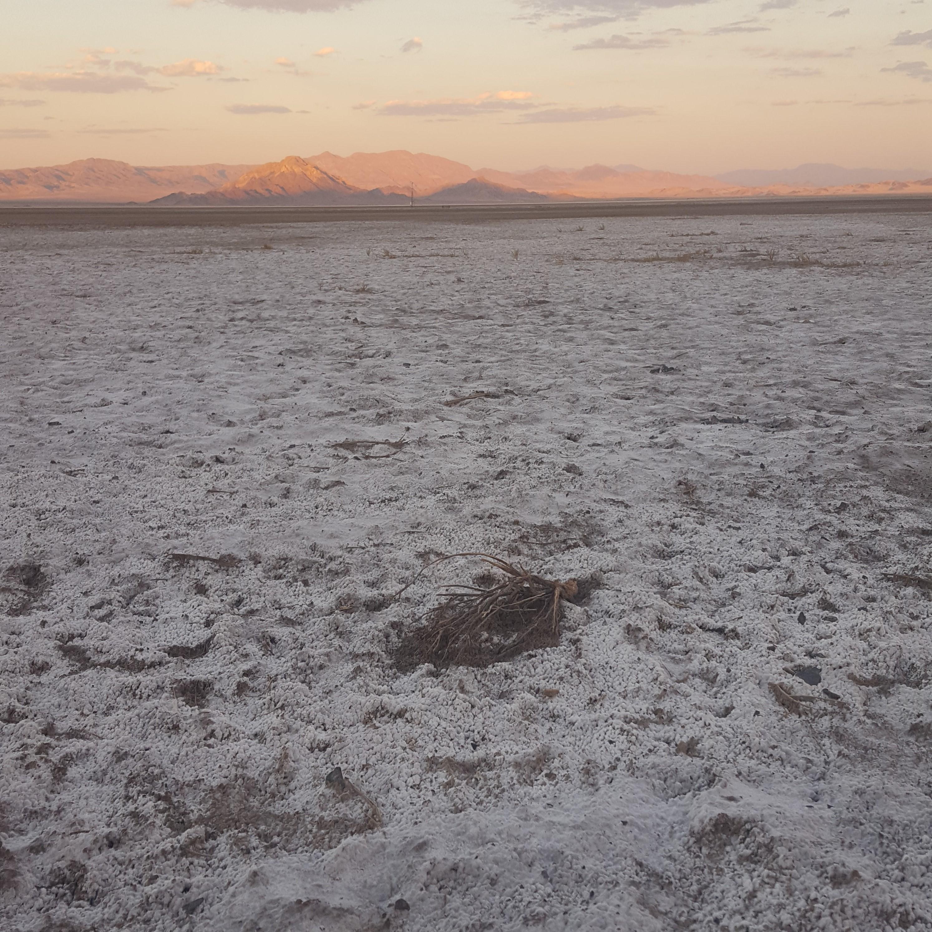 Visited the soda lake at Zzyzx in the Mojave National Preserve in California r/geology