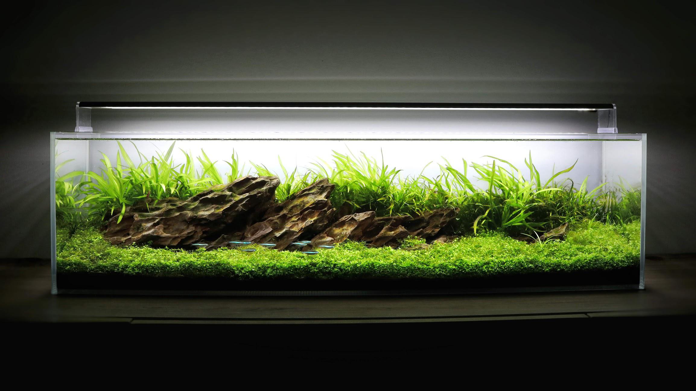 12 Gallon Long Dragonstone Aquascape 9 Month Update! r/Aquascape