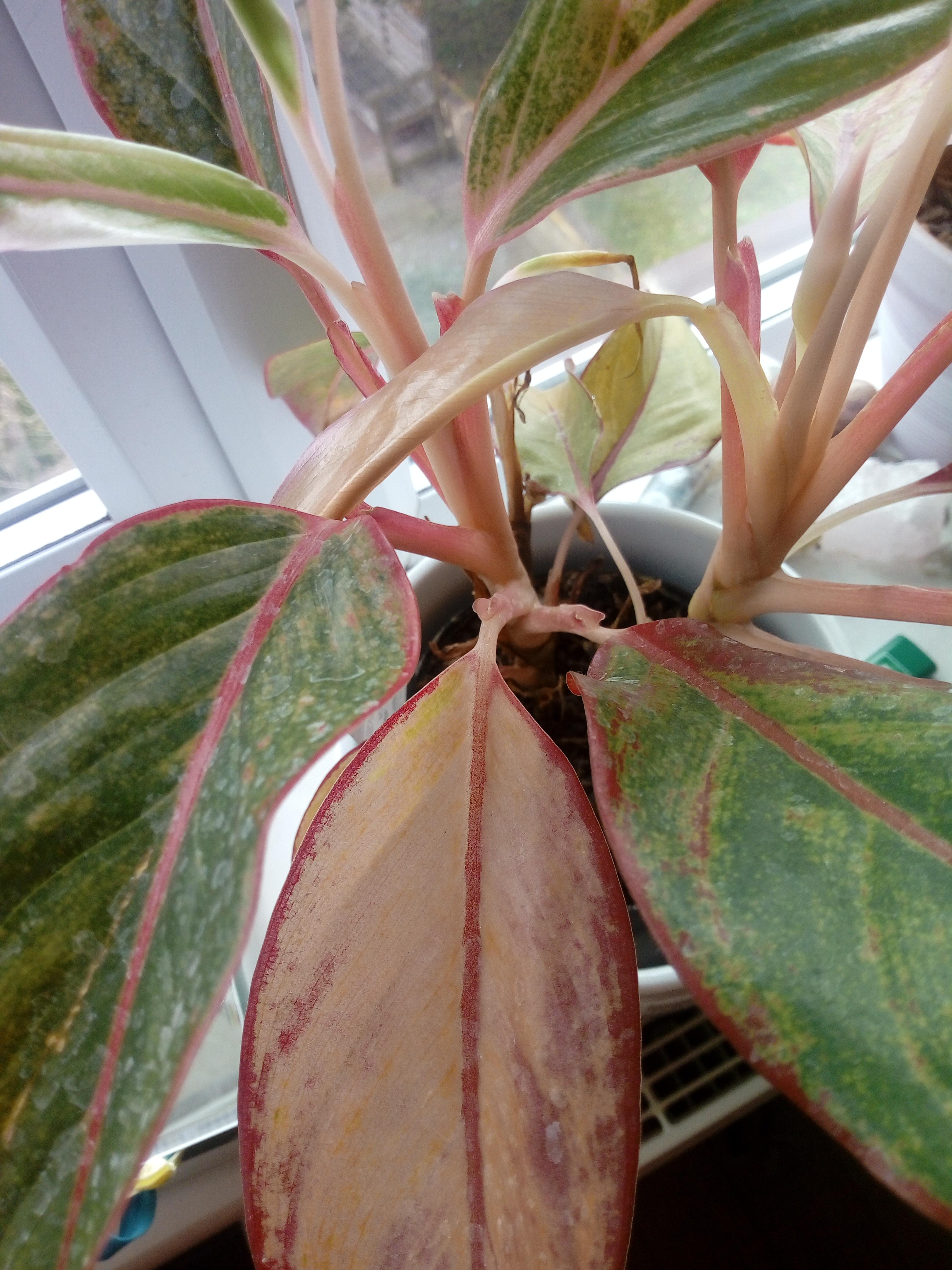The leaves on my chinese evergreen are losing their colour r/plantclinic