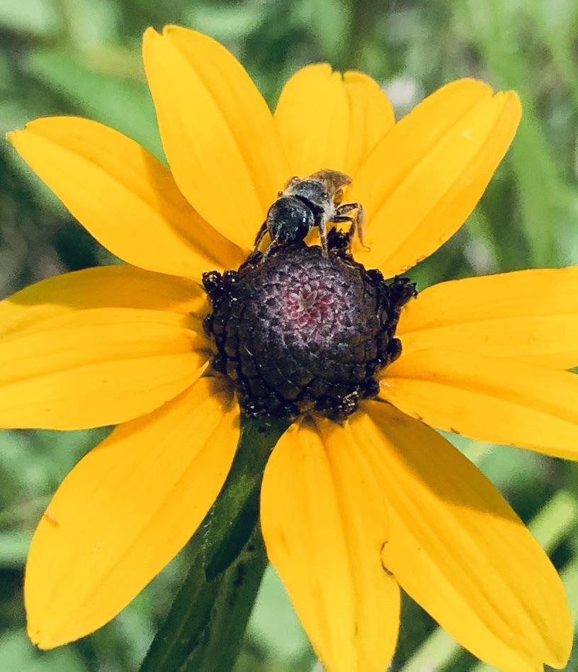Honey Bee in a Black Eyed Susan r/flowers
