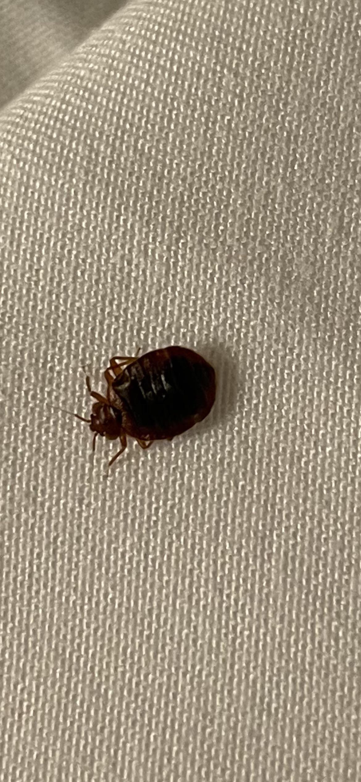 Found bed bugs? Don't let those little bastards win! Give them to