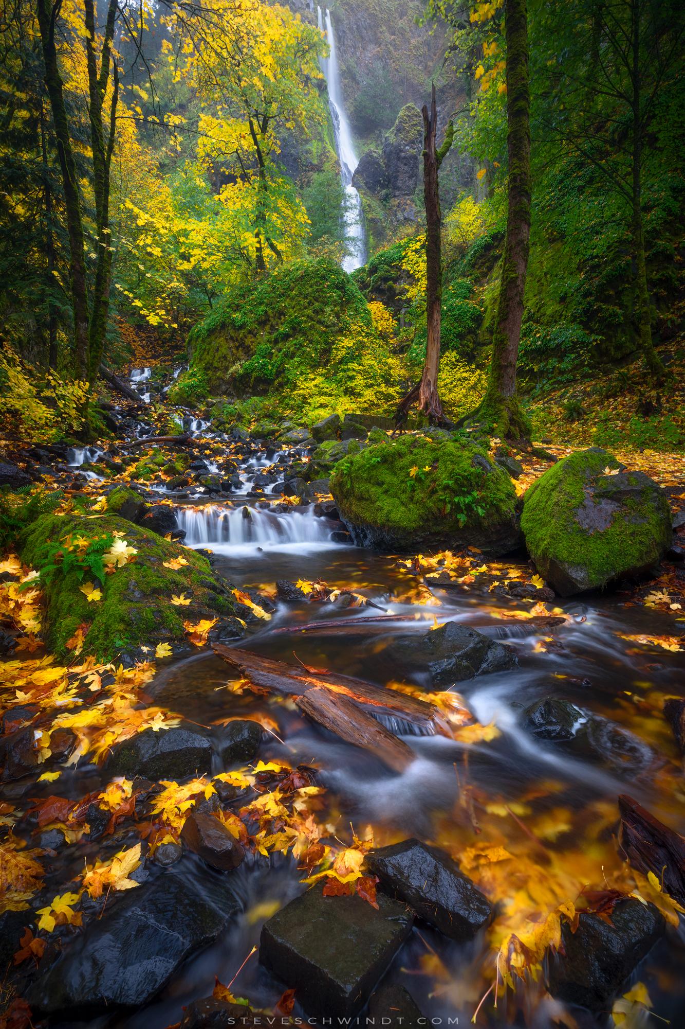 Fall colors along Starvation Creek on a stormy autumn morning in the