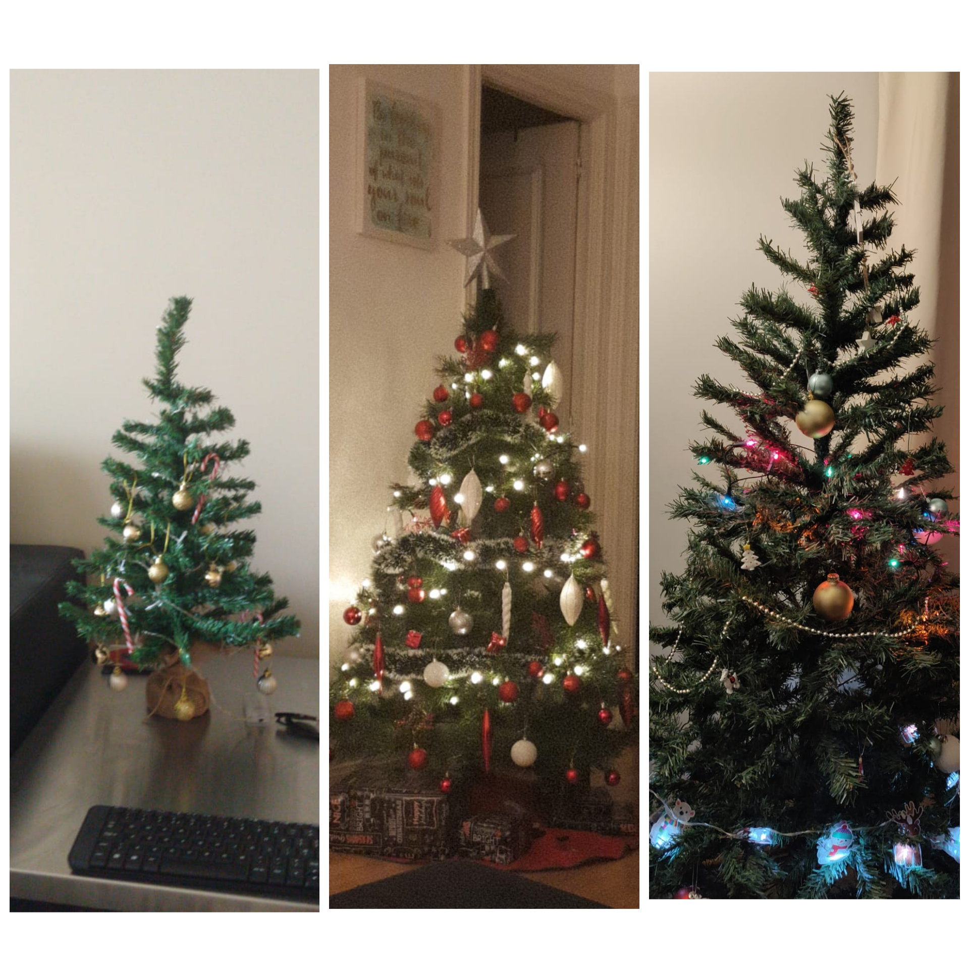 My three brothers Christmas trees r/christmas