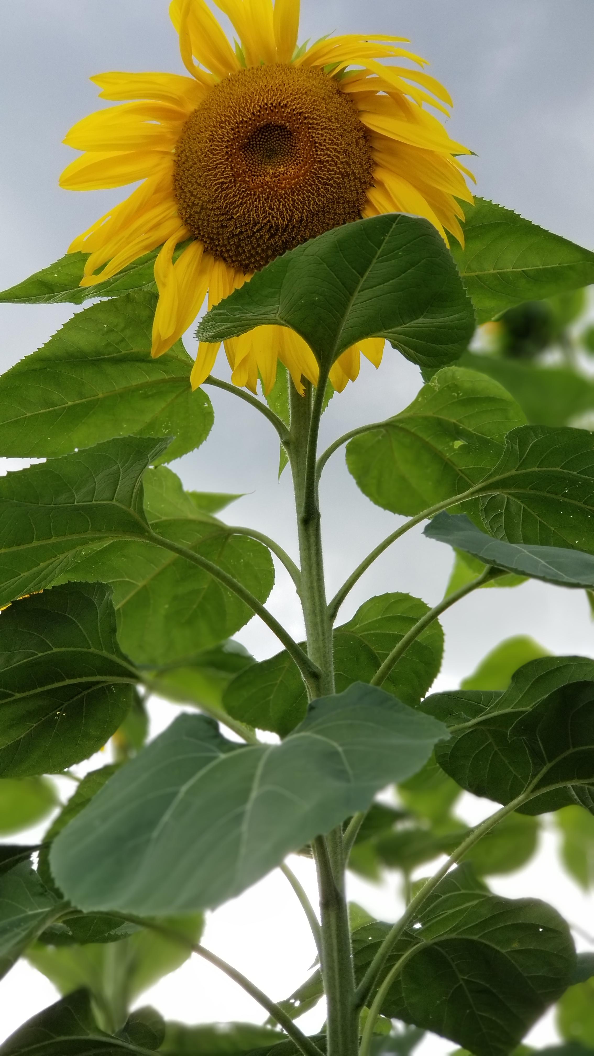 The brightest flower r/sunflowers
