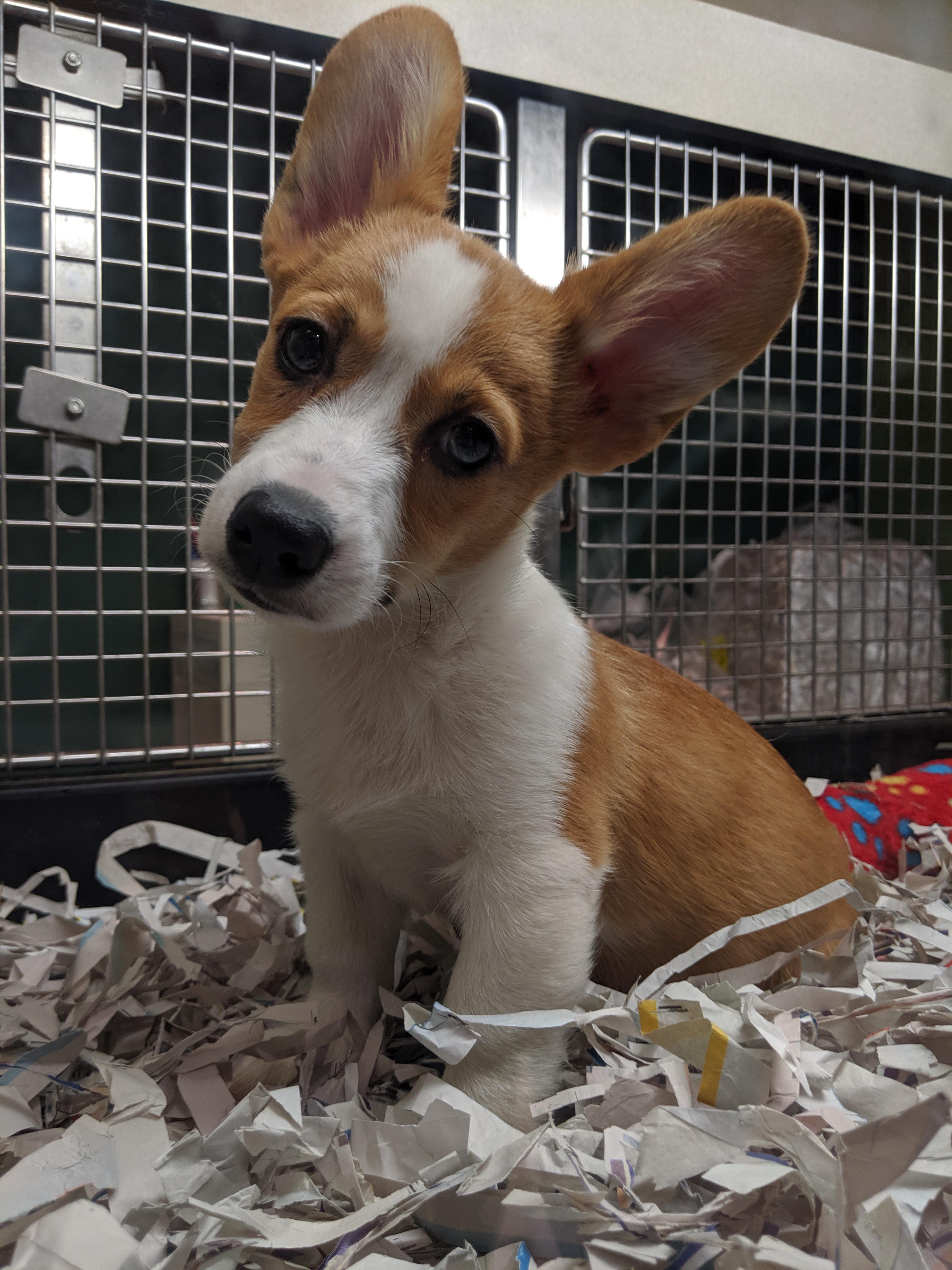 Puppies San Diego Hello Puppies Pet Store Puppies