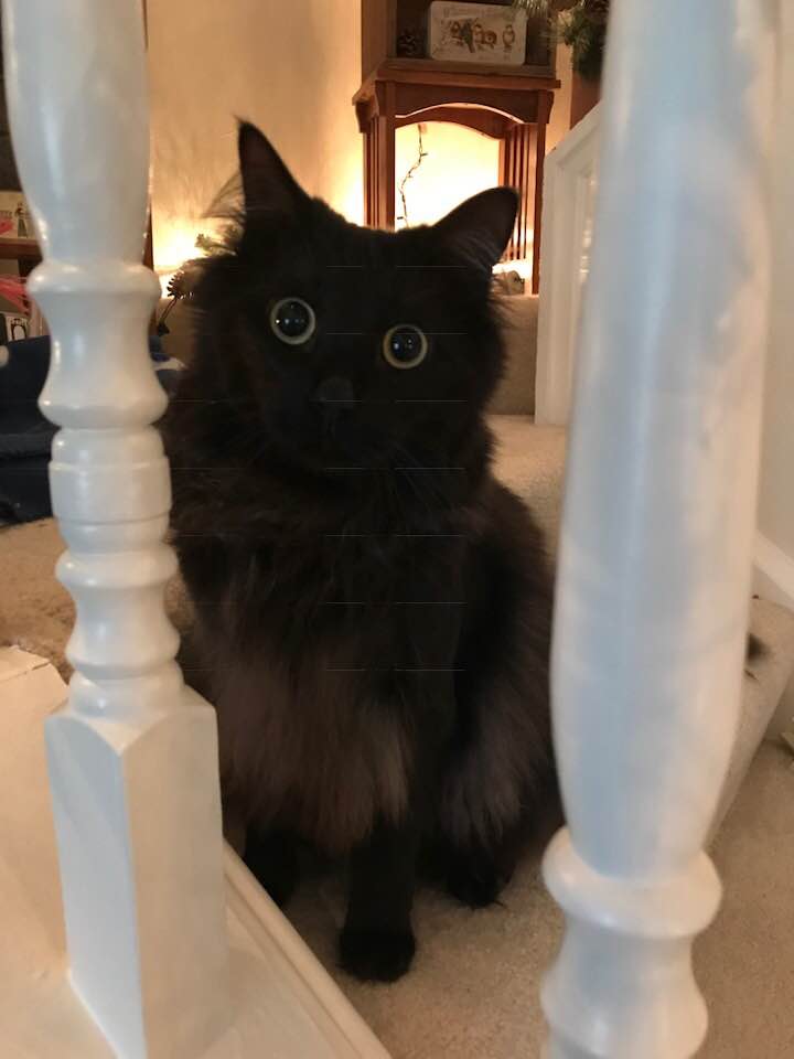 Lenny. He always has this look. r/cats