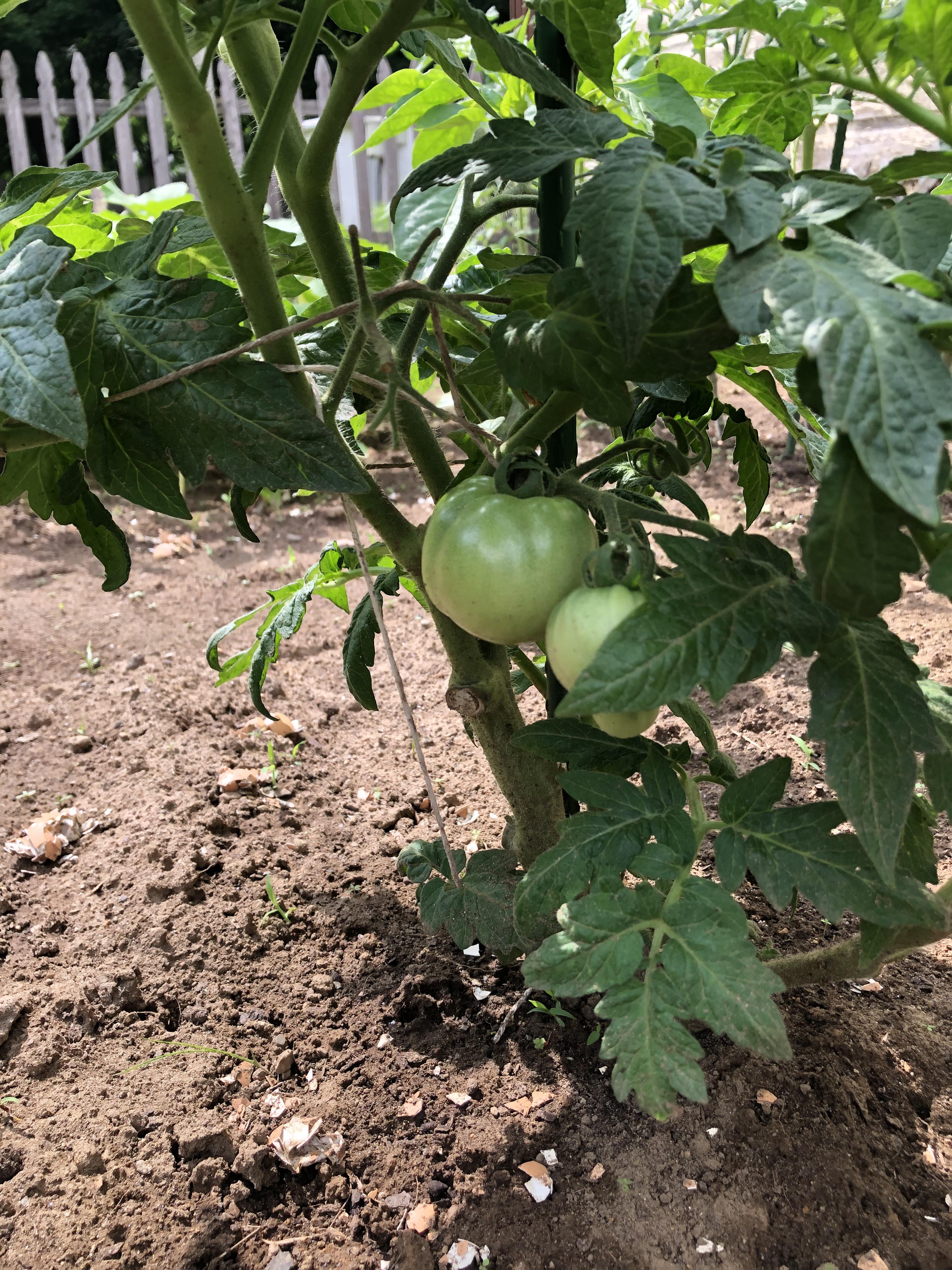 This was supposed to be a cherry tomato plant and the largest one is