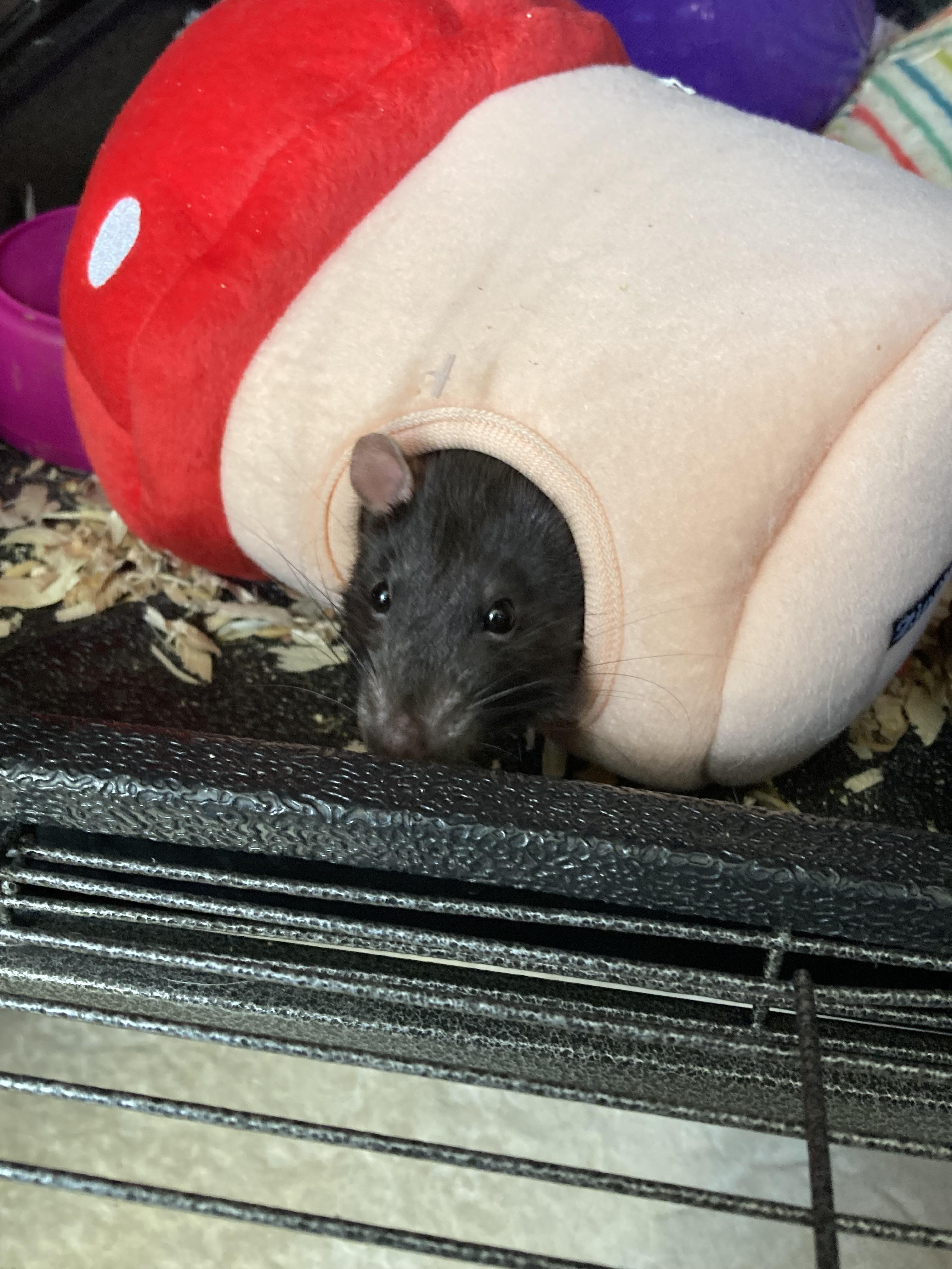 What’s your rats favorite snack ? Mine loves eggs , salmon , chicken