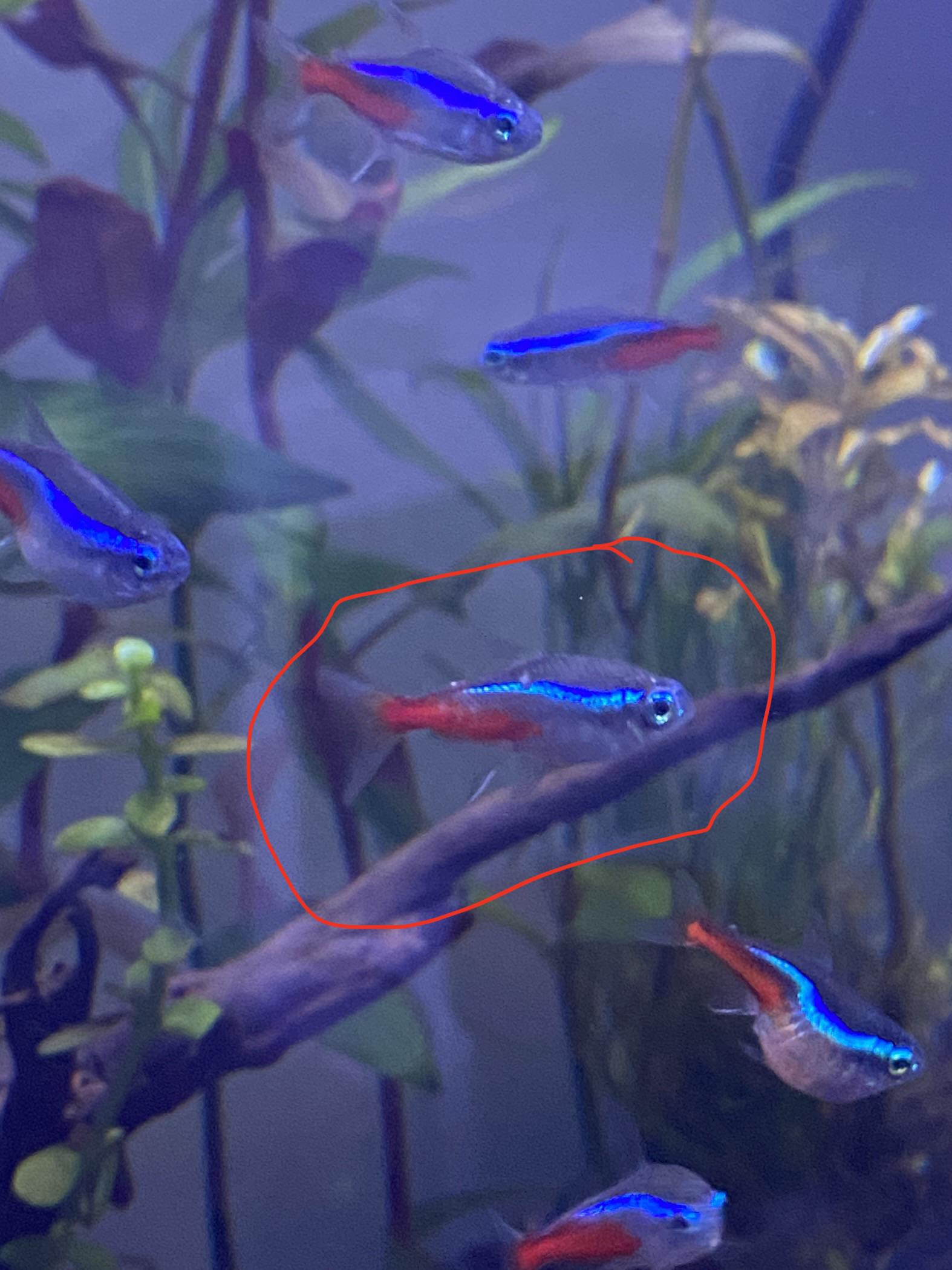 Ich or neon tetra disease? Has a bulging eye and white on tail and