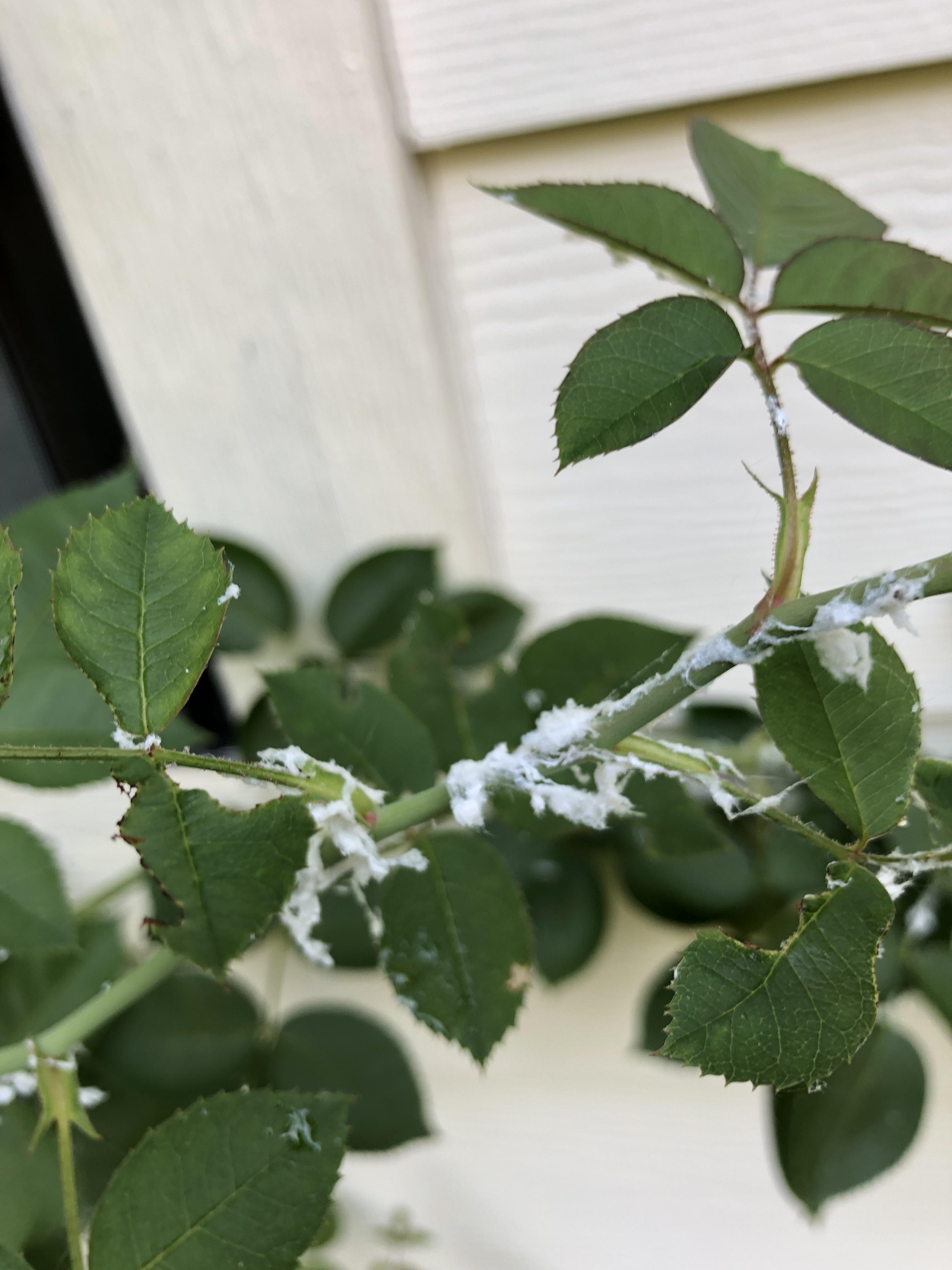 Is this scale? white stuff on my rose bush. Is this considered a lot