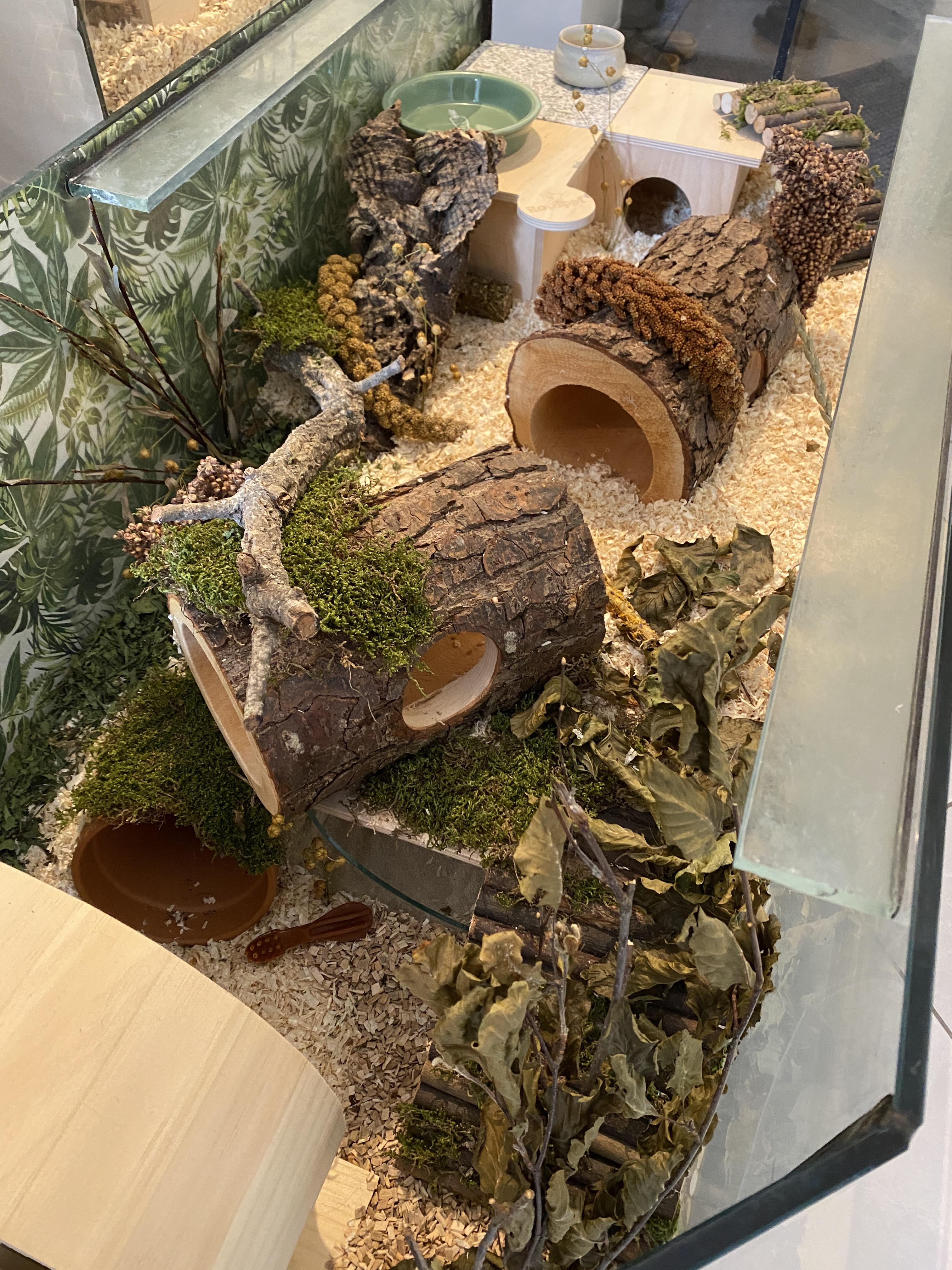 Natural setup for a syrian hamster r/hamstercare